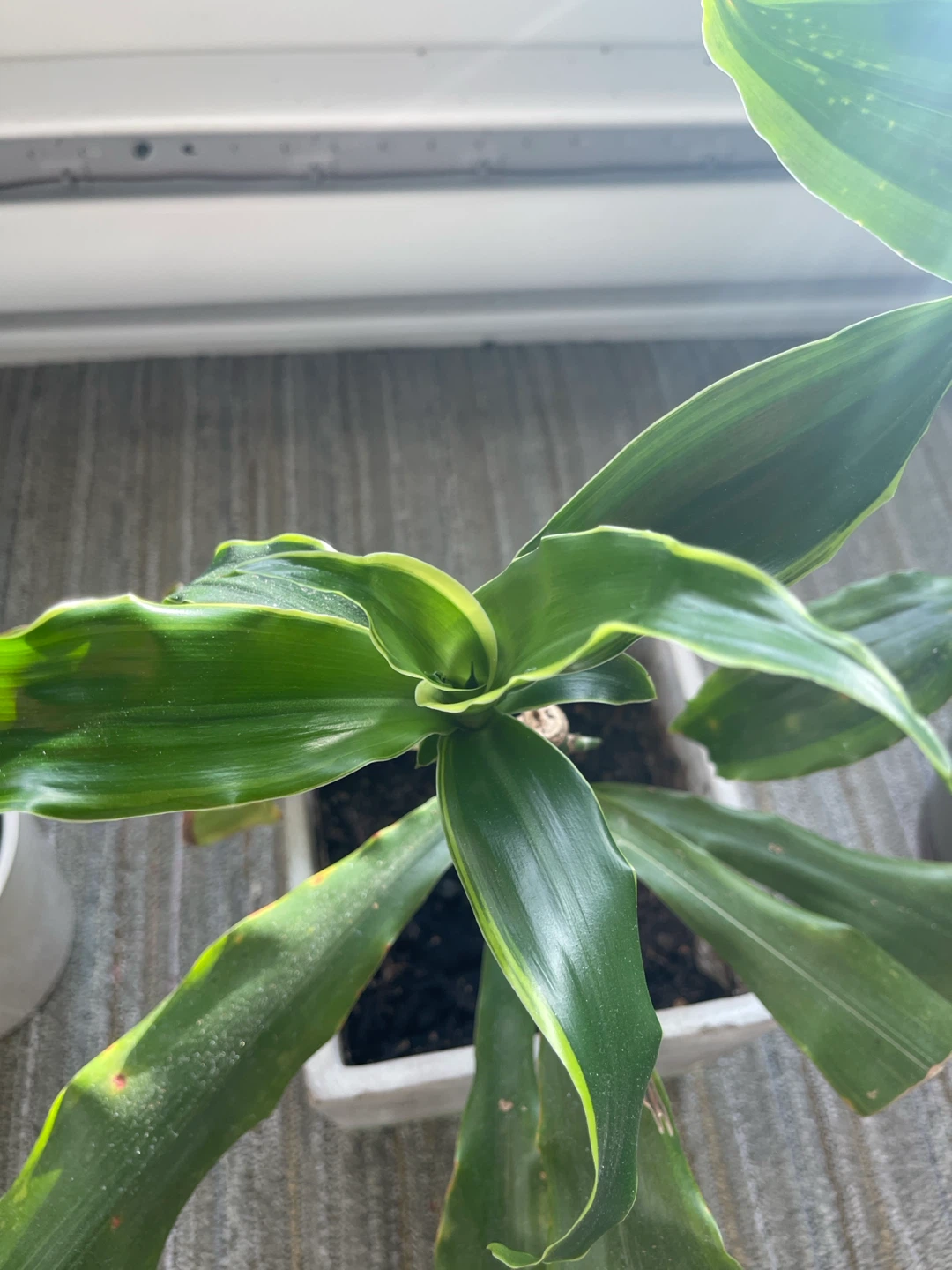 4 Dracaena Plants - photo 4