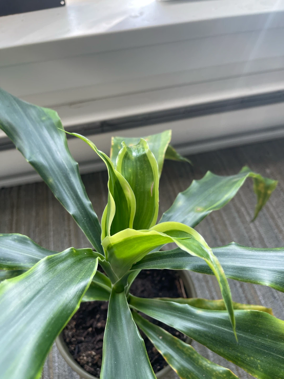 4 Dracaena Plants - photo 5