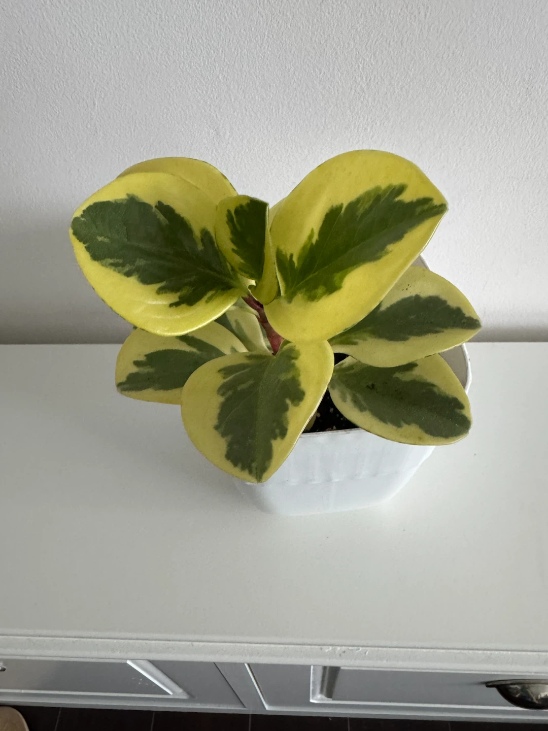 Variegated Peperomia Plant in White Pot