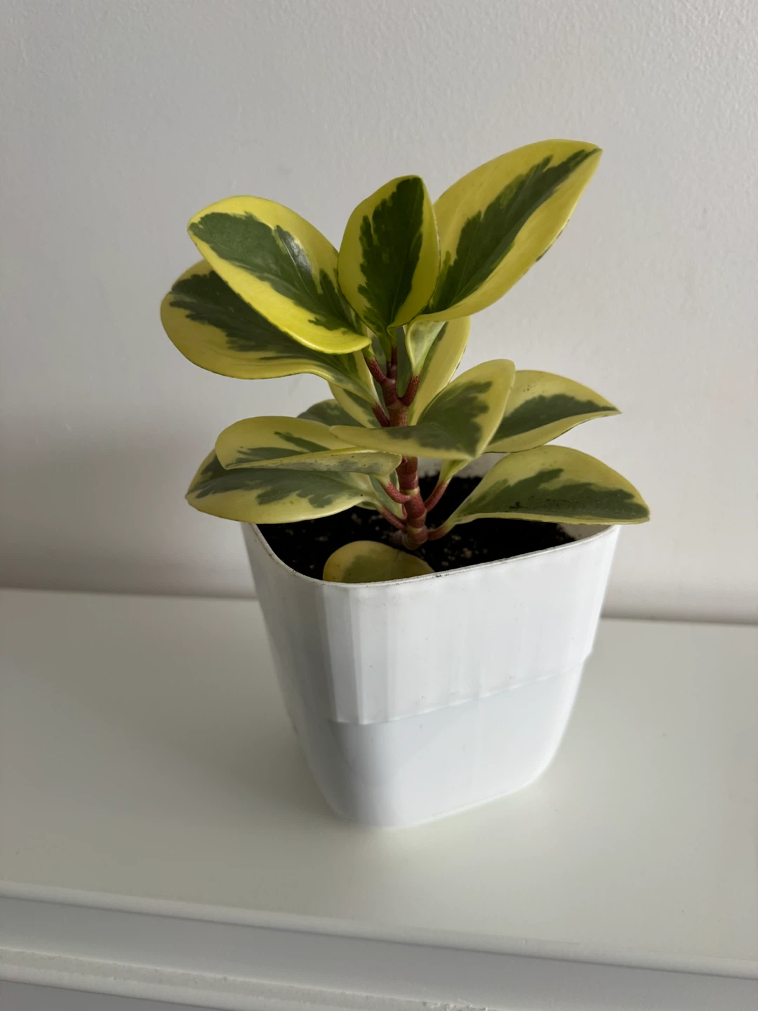 Variegated Peperomia Plant in White Pot - photo 2