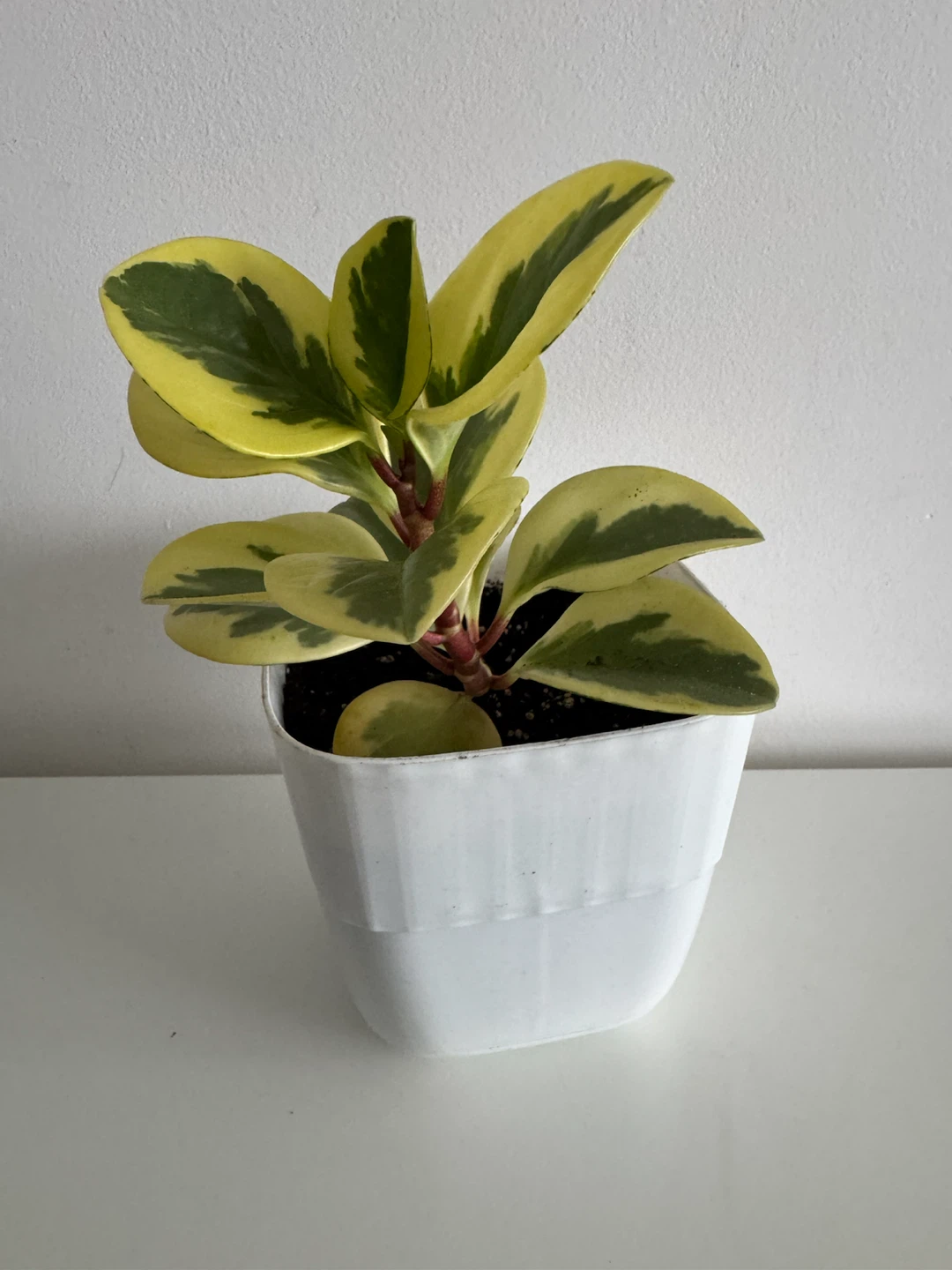 Variegated Peperomia Plant in White Pot - photo 3