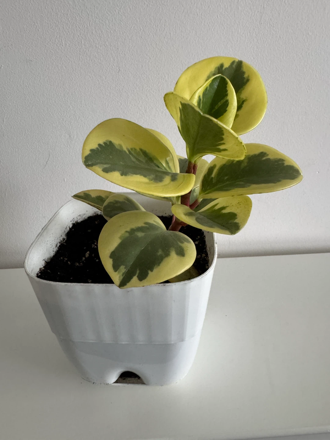 Variegated Peperomia Plant in White Pot - photo 4