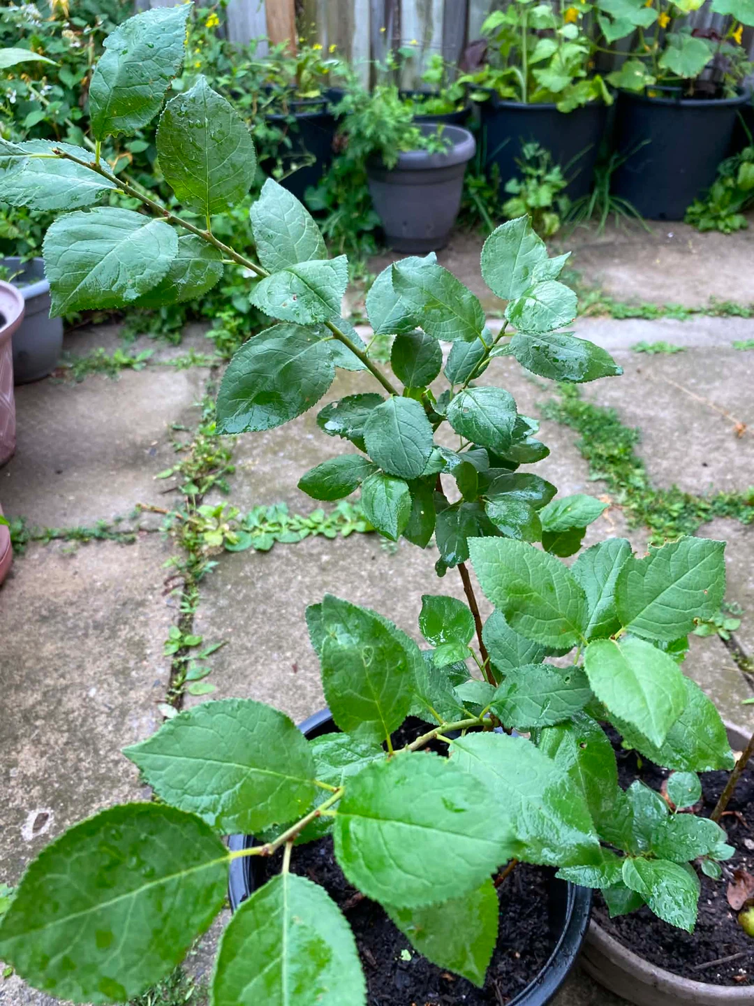 Green Gage plum plant - photo 4