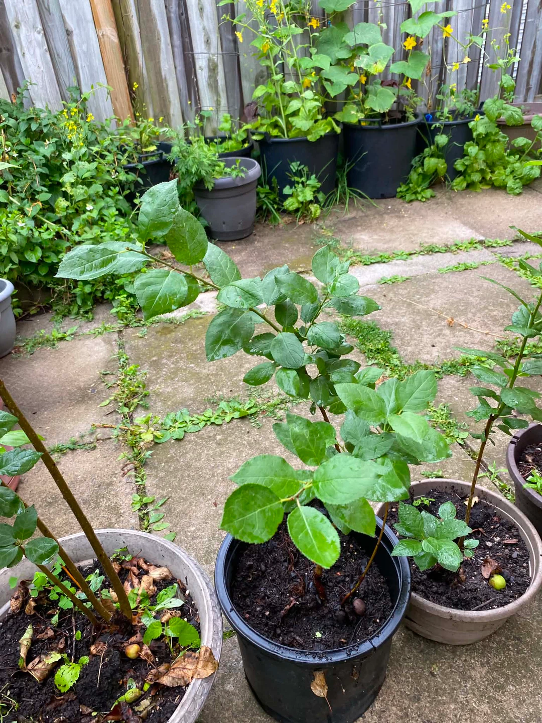 Green Gage plum plant - photo 5