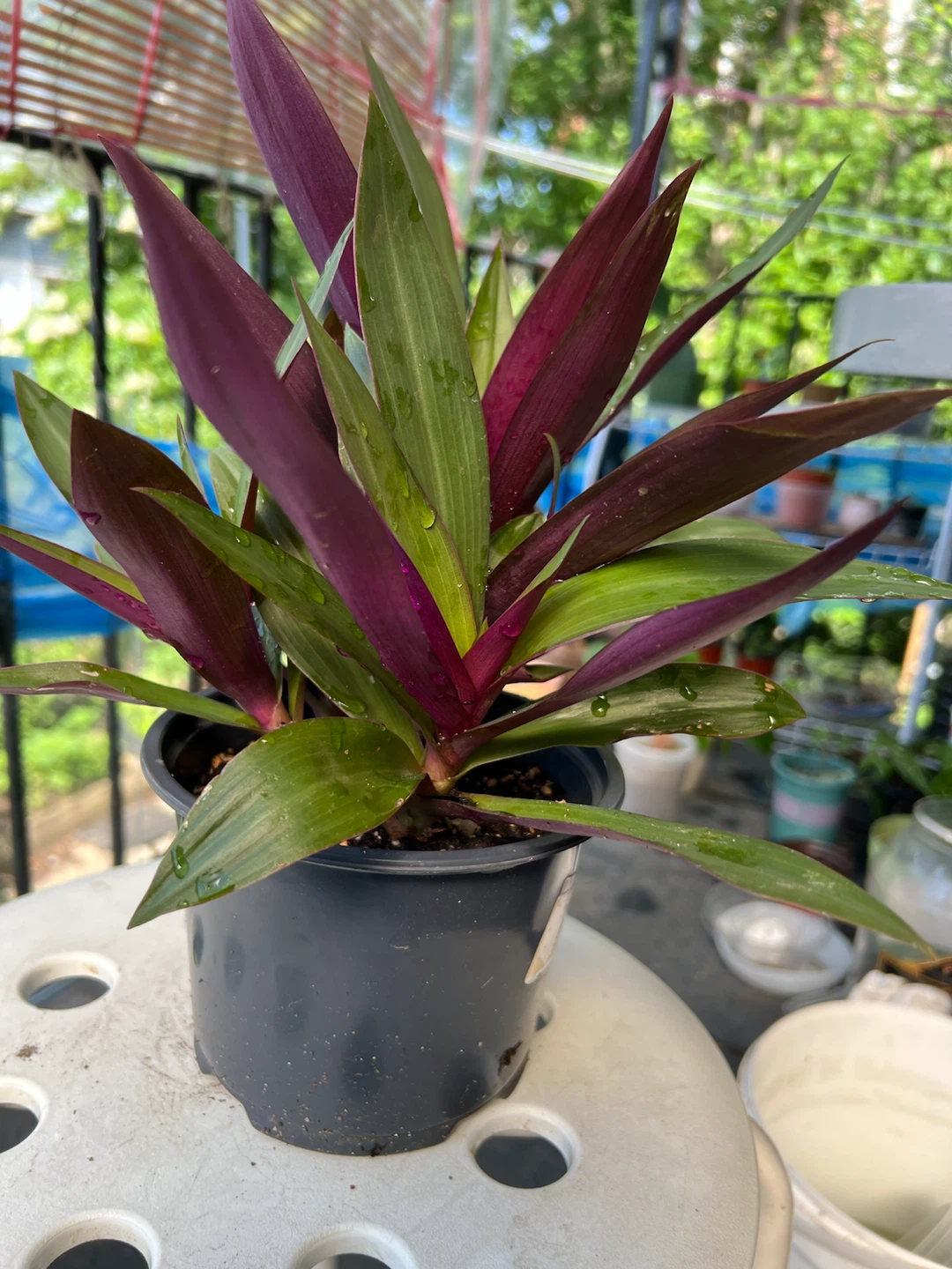 Tradescantia Spathacea Plant in Pot