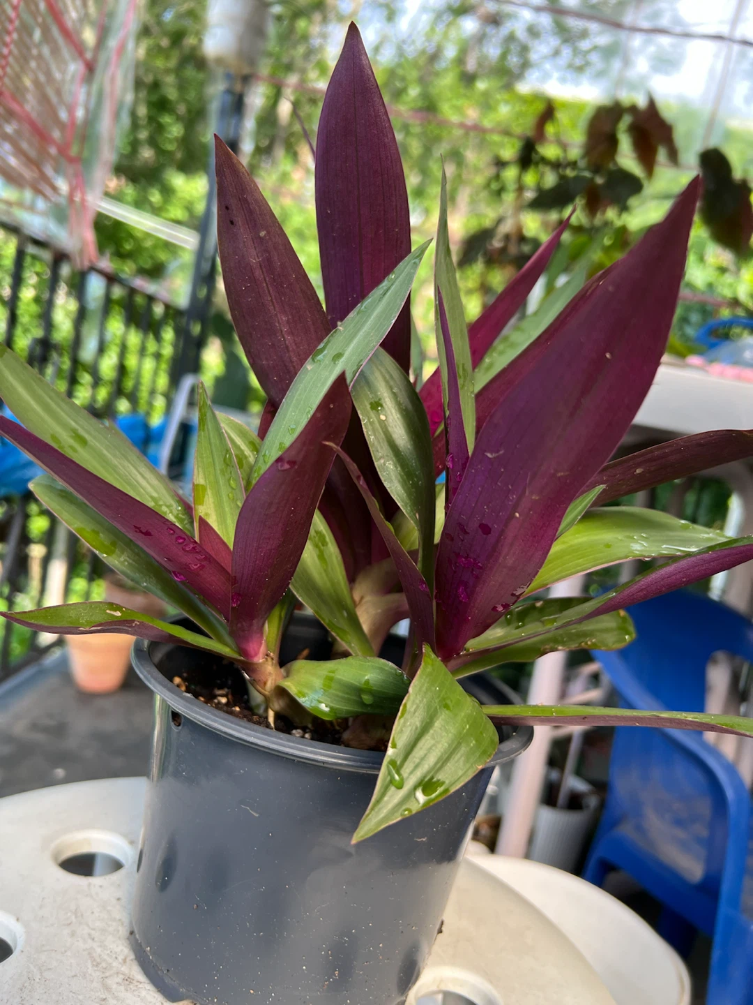 Tradescantia Spathacea Plant in Pot - photo 2