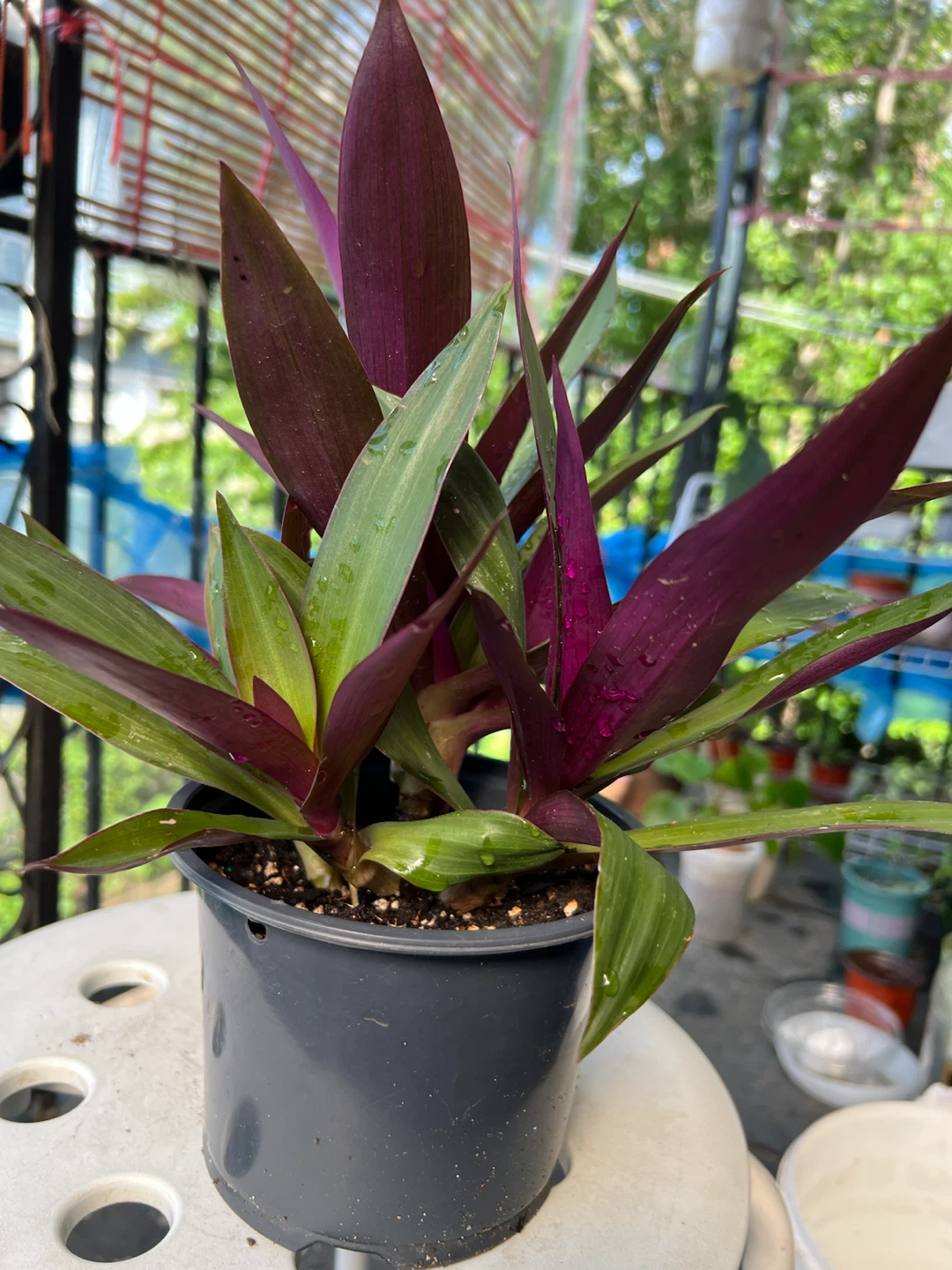 Tradescantia Spathacea Plant in Pot - photo 3
