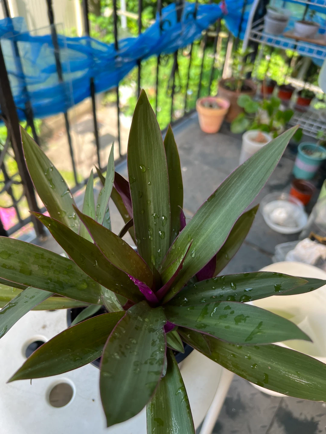 Tradescantia Spathacea Plant in Pot - photo 4