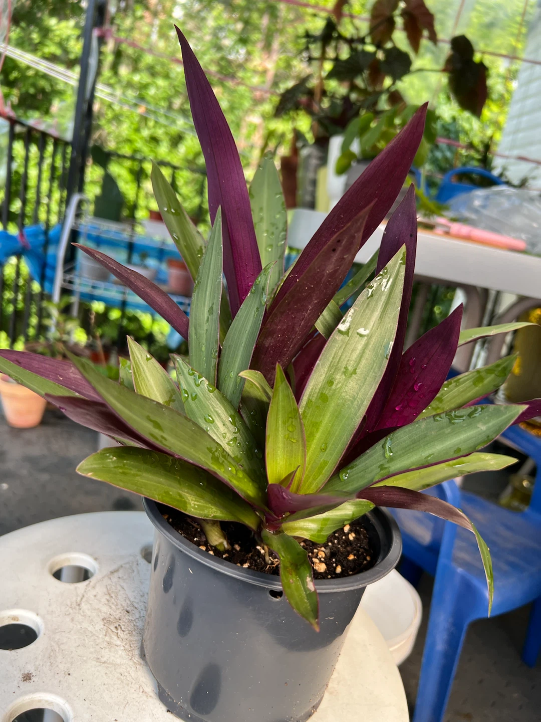 Tradescantia Spathacea Plant in Pot - photo 5