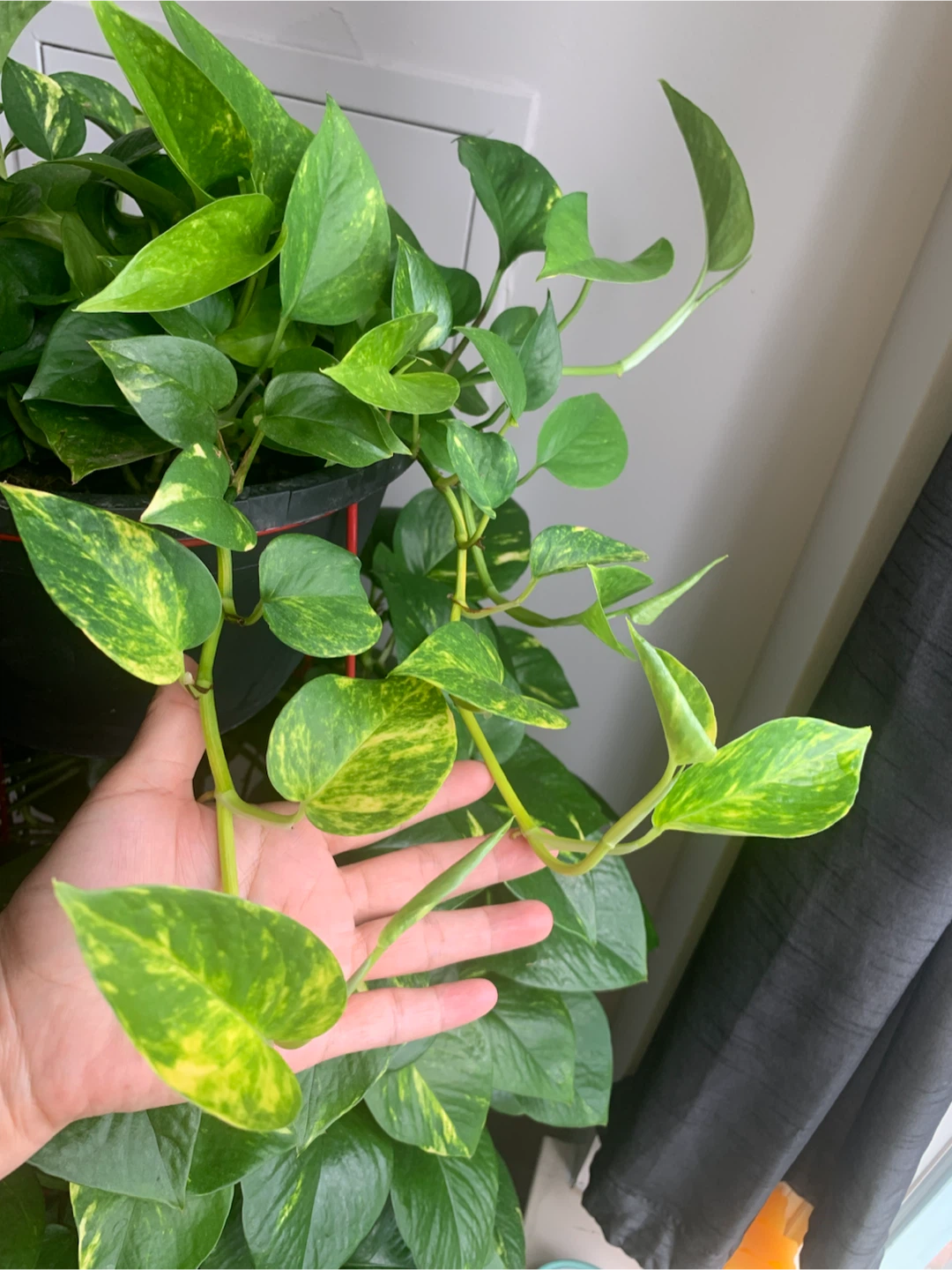 Golden Pothos Plant - photo 4