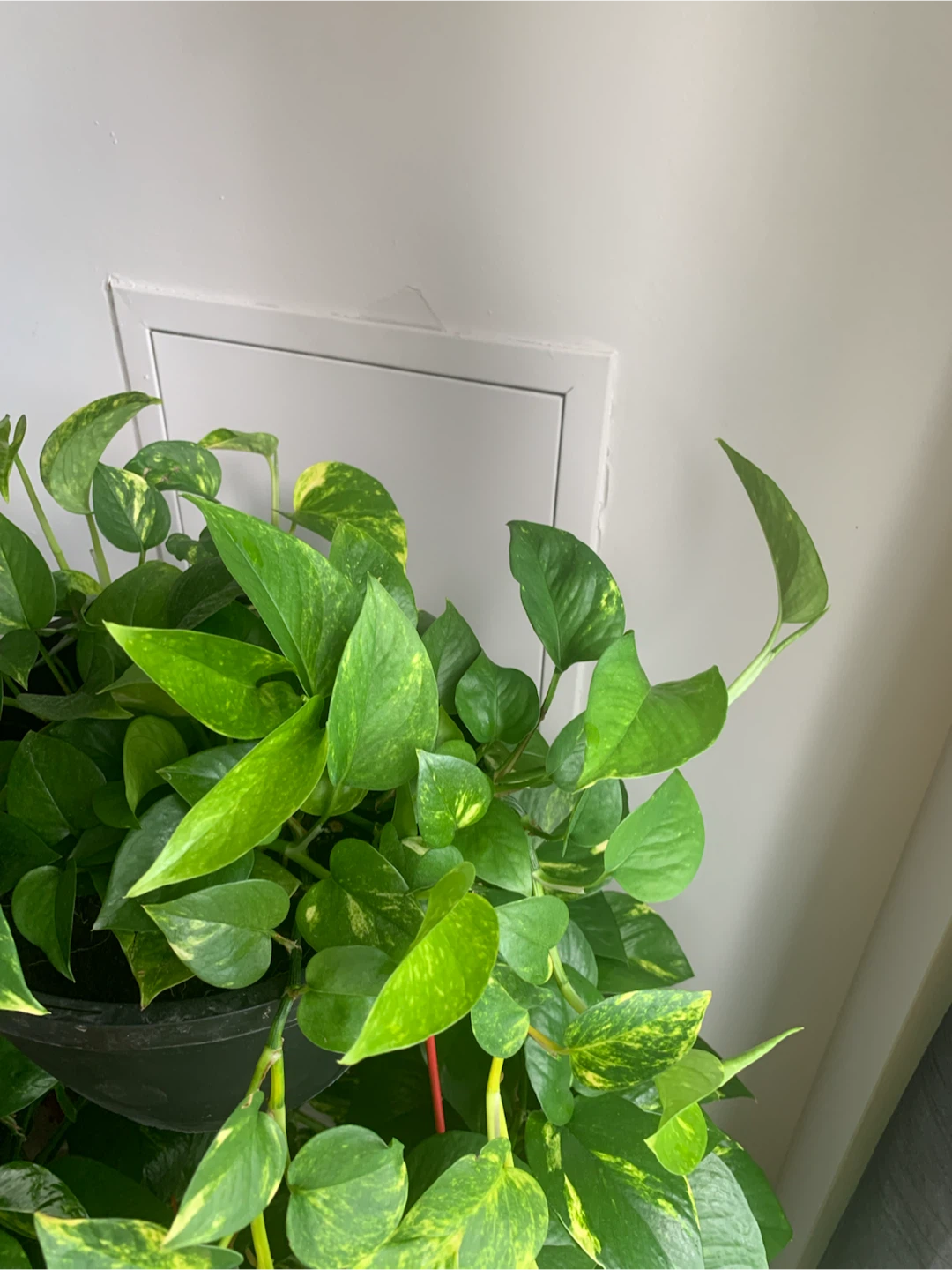 Golden Pothos Plant - photo 5