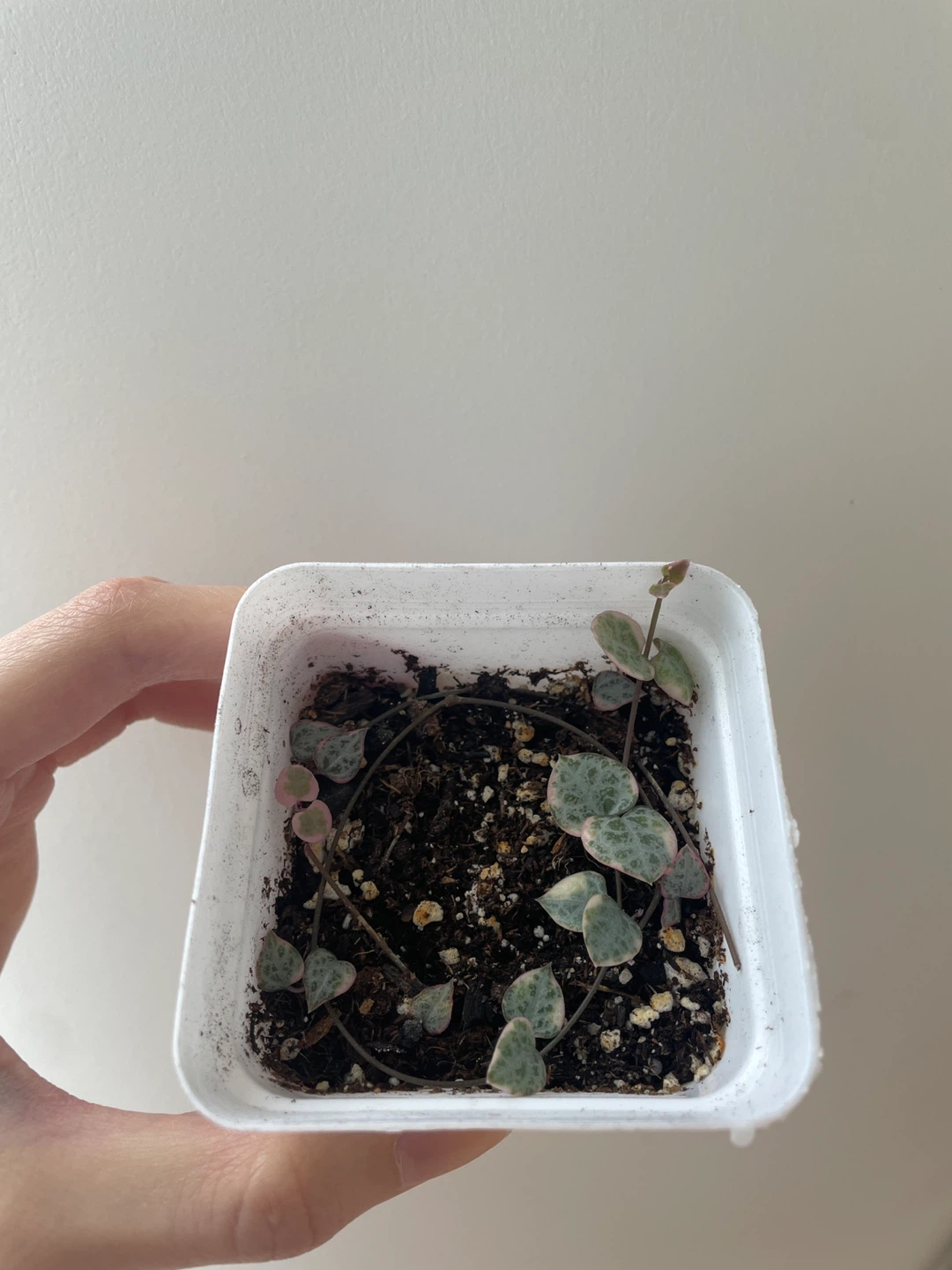 Variegated string of hearts