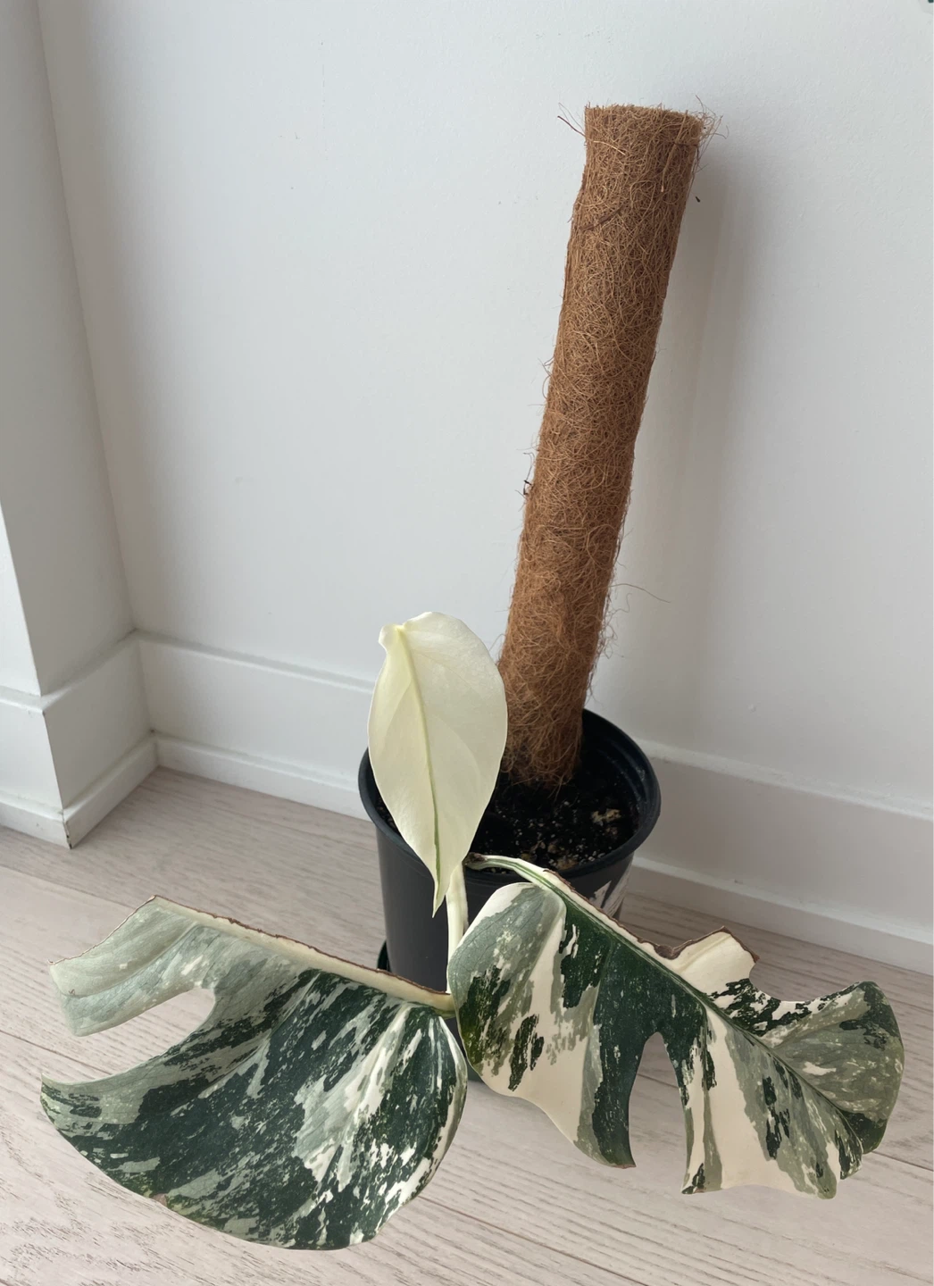 Monstera Albo Variegated Plant