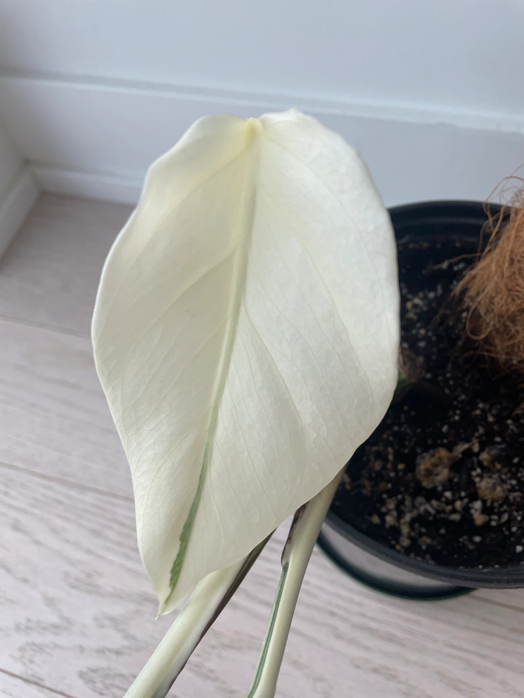 Monstera Albo Variegated Plant - photo 2