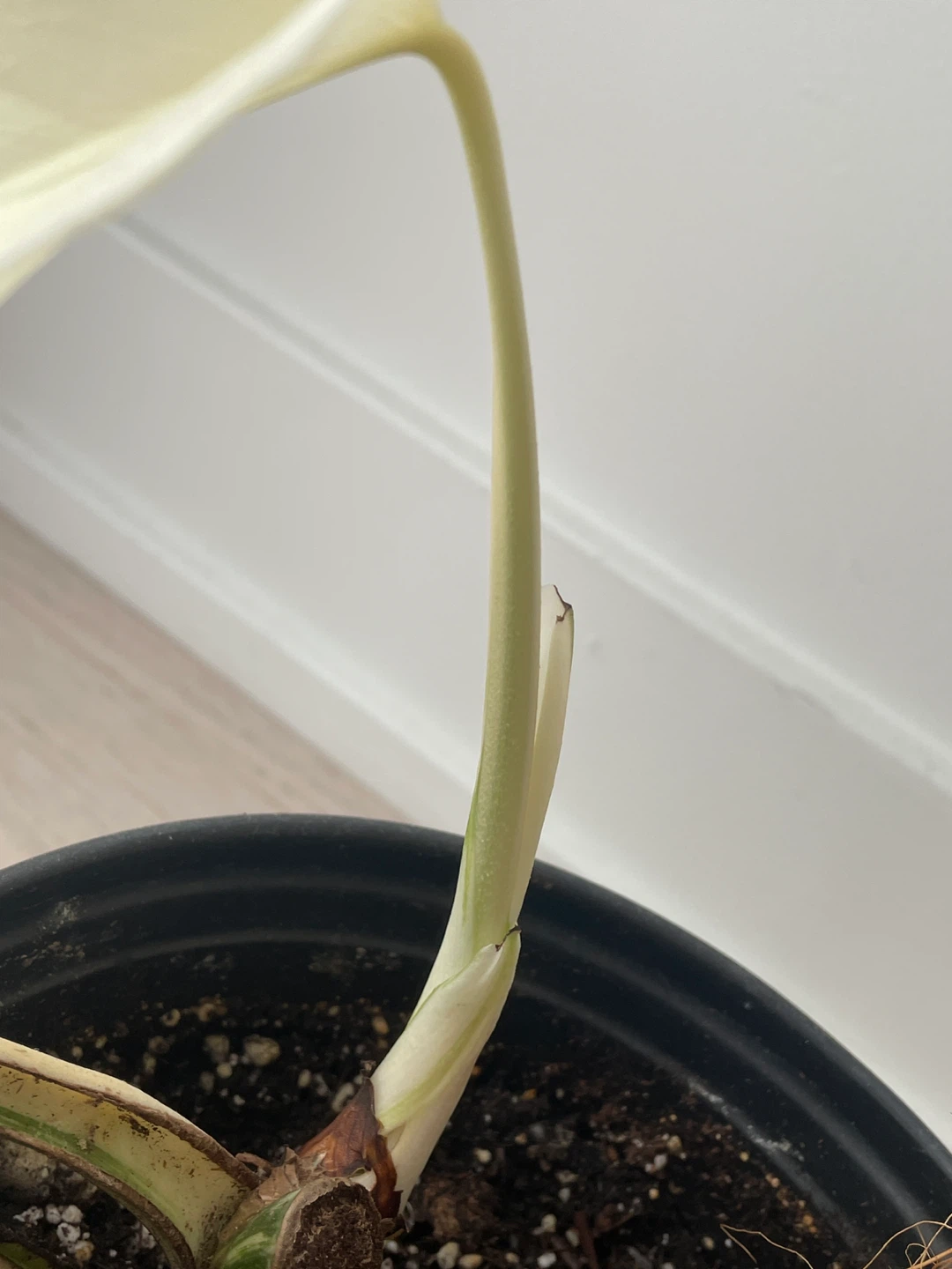 Monstera Albo Variegated Plant - photo 3