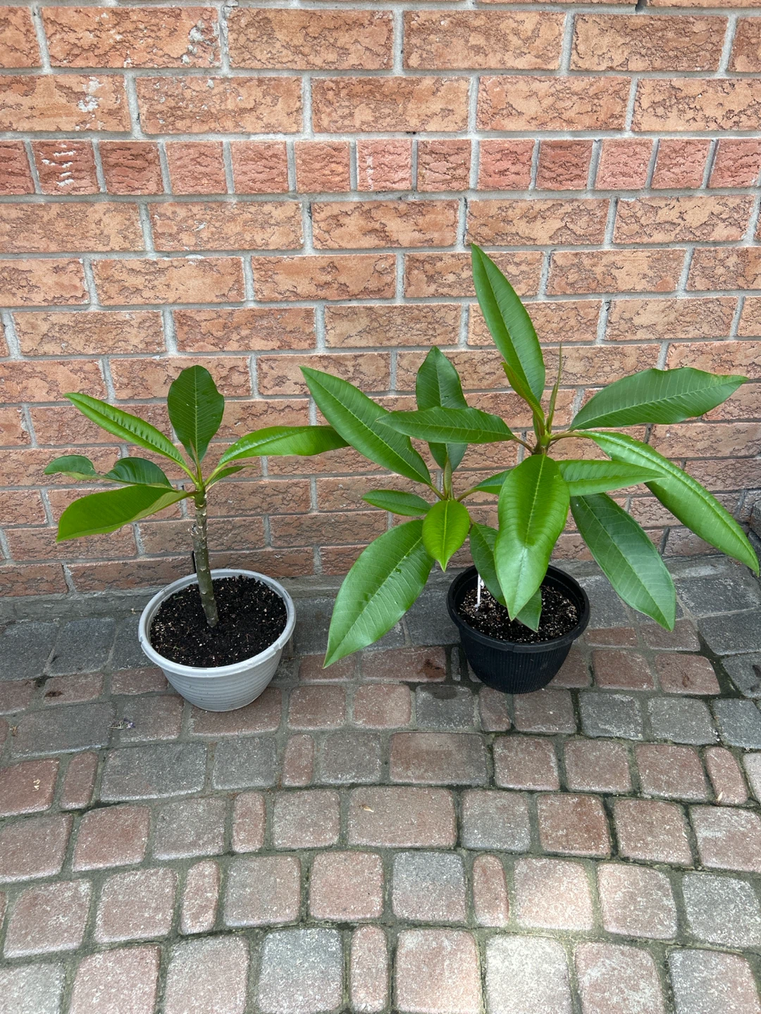 Plumeria Plant