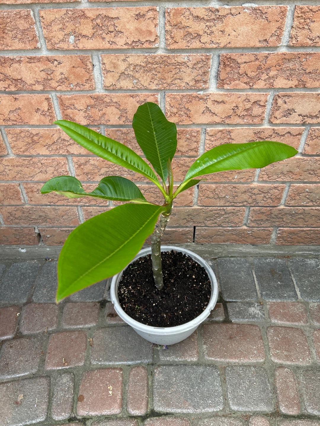 Plumeria Plant - photo 2