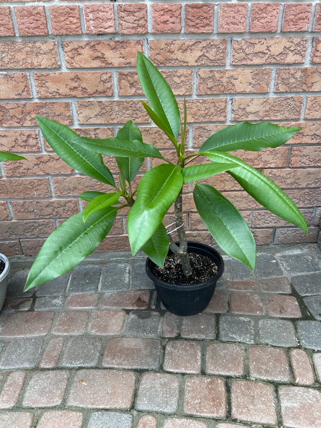 Plumeria Plant - photo 3