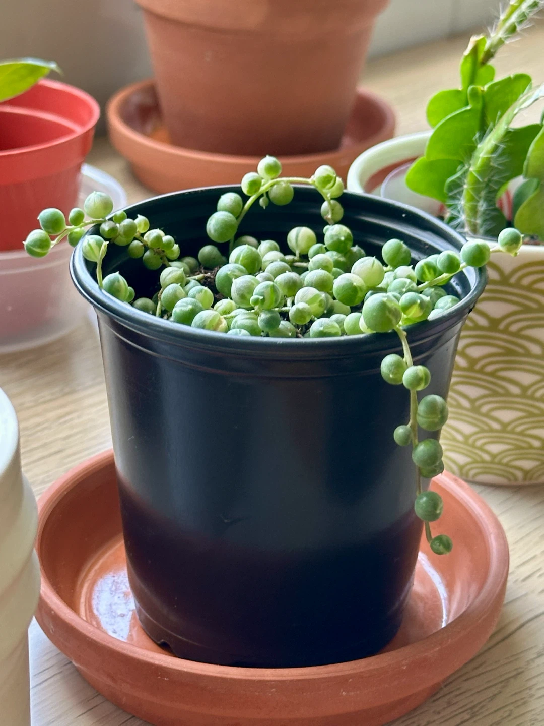 Variegated String of Pearls Plant (Senecio Marble)