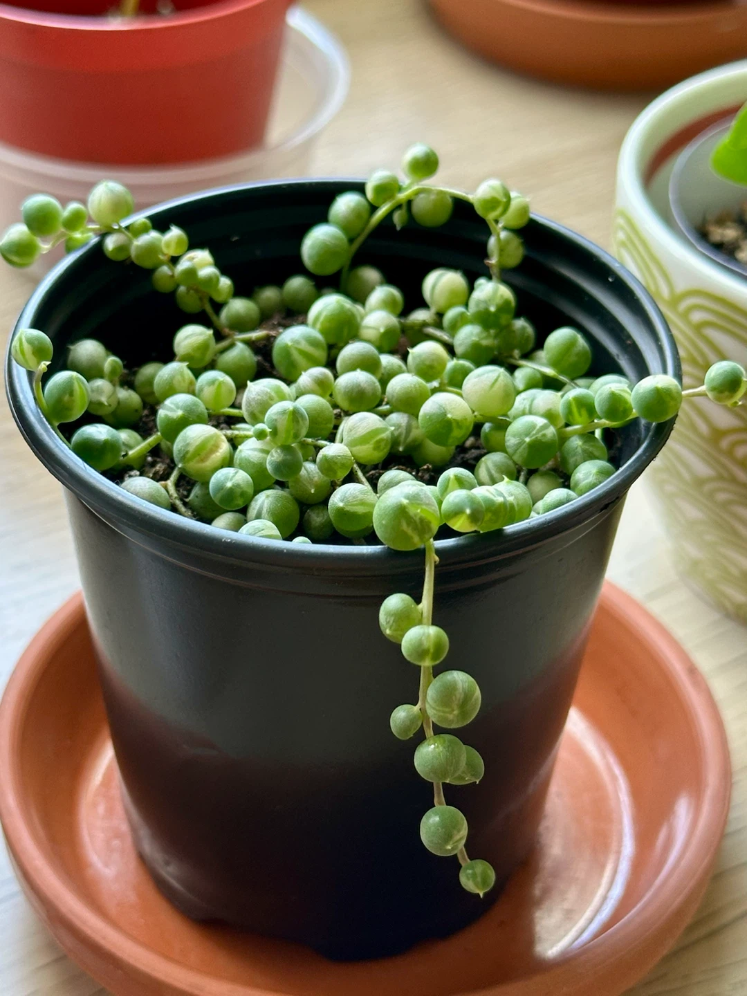 Variegated String of Pearls Plant (Senecio Marble) - photo 2