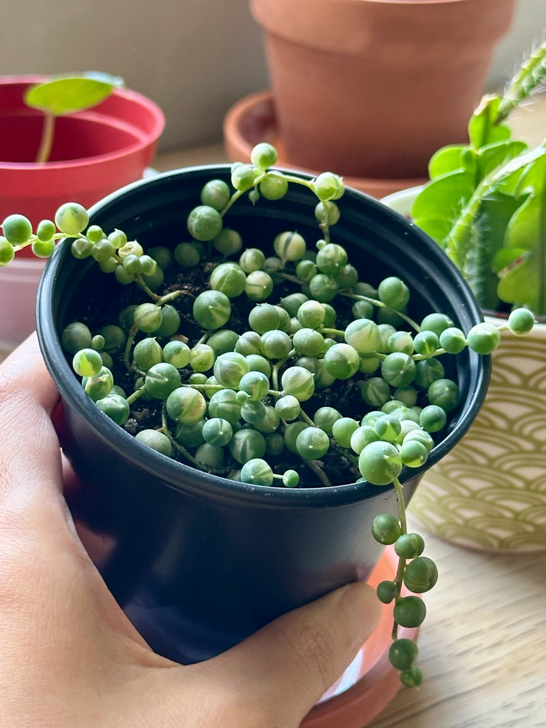 Variegated String of Pearls Plant (Senecio Marble) - photo 3