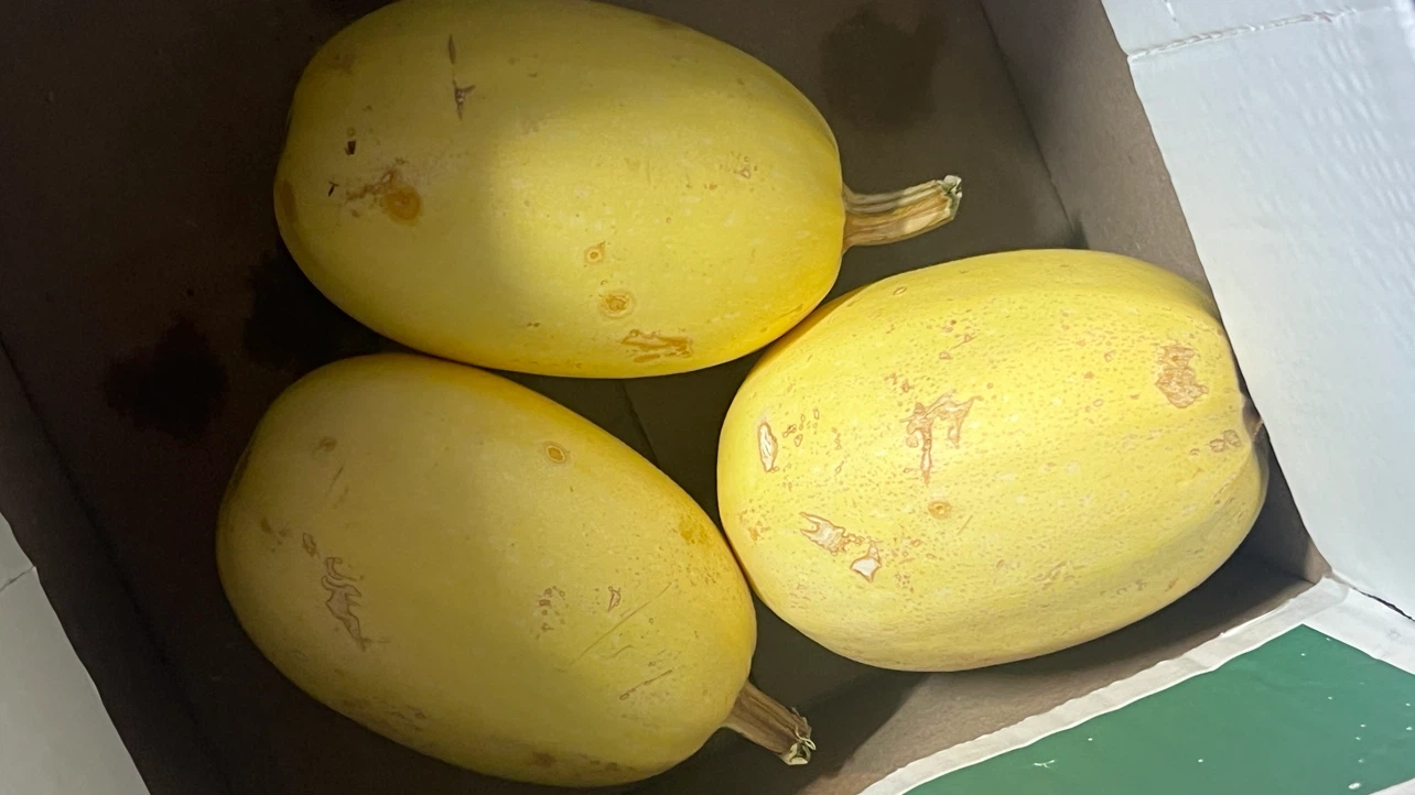 FREE FREE FREE Three Spaghetti Squash