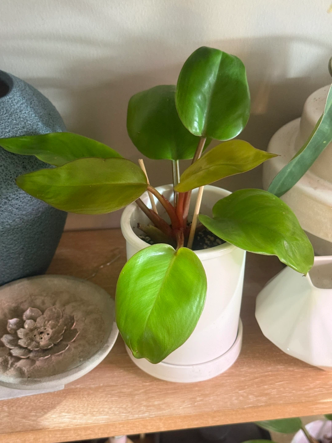 Philodendron Mars Plant in White Pot