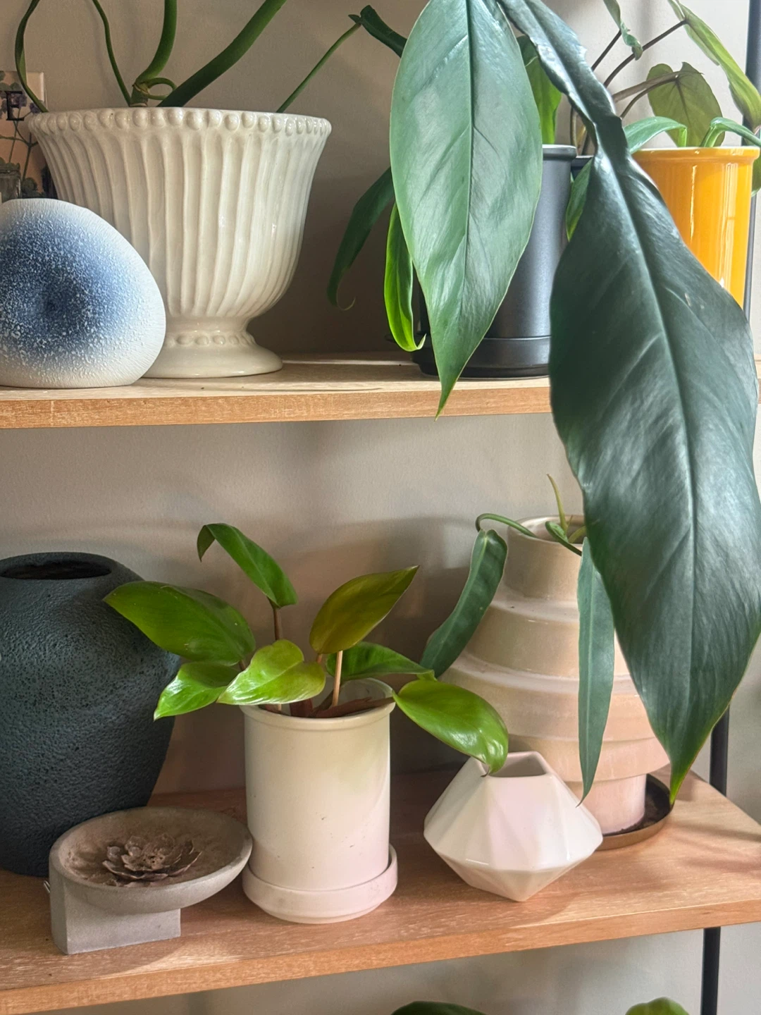 Philodendron Mars Plant in White Pot - photo 2