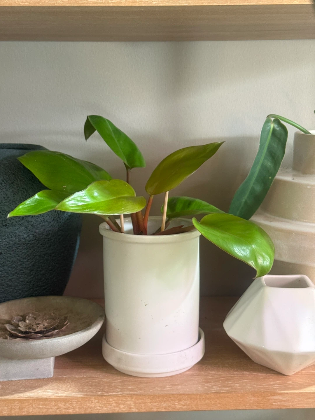 Philodendron Mars Plant in White Pot - photo 4