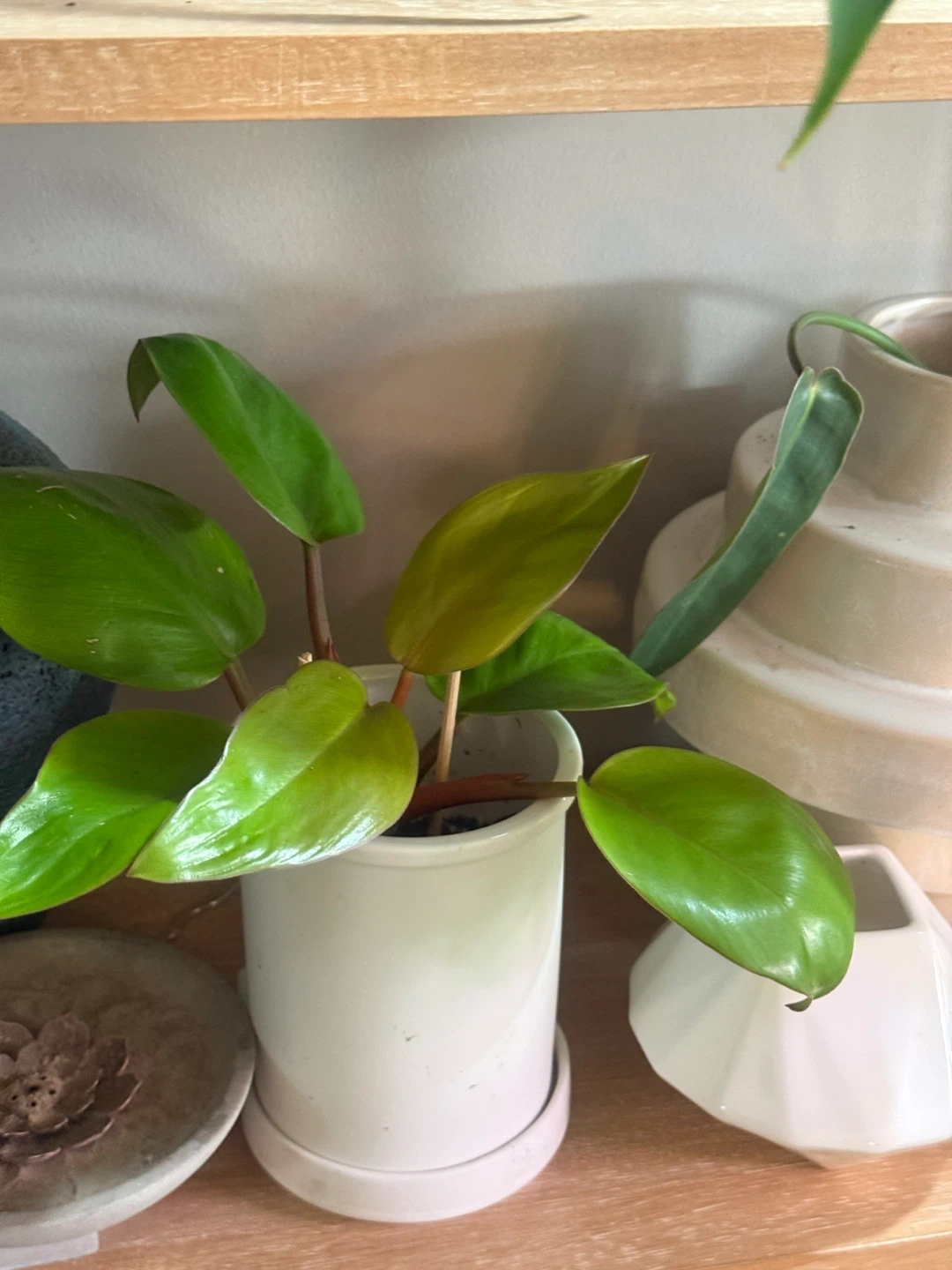 Philodendron Mars Plant in White Pot - photo 3