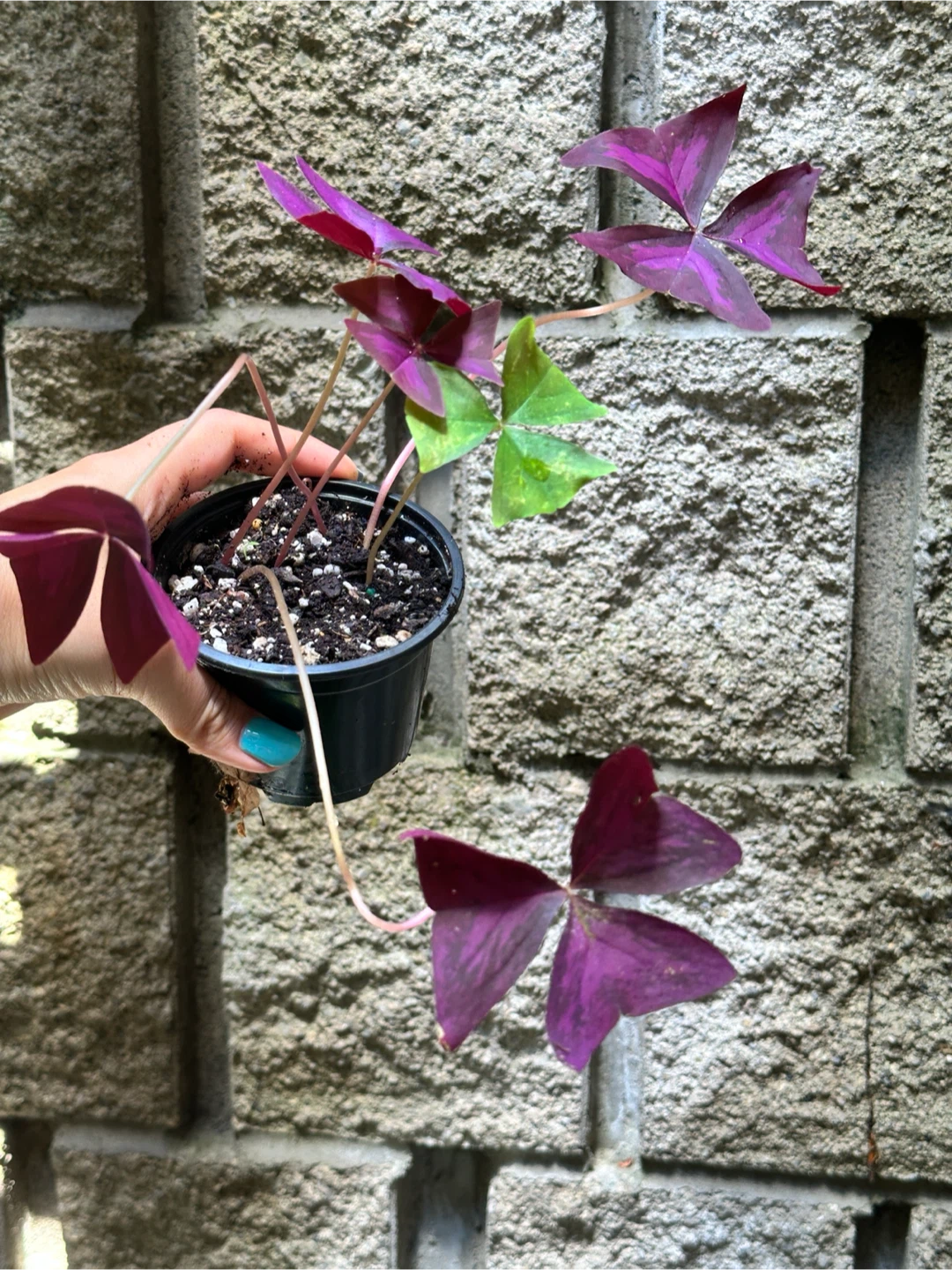 Oxalis Triangularis Plant