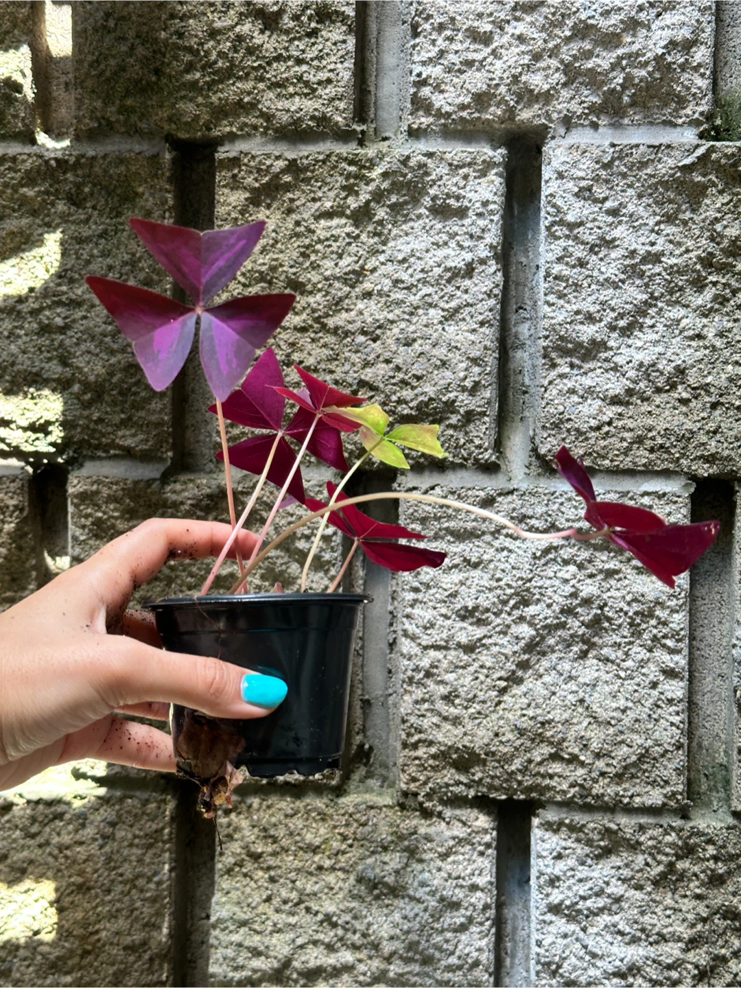 Oxalis Triangularis Plant - photo 2