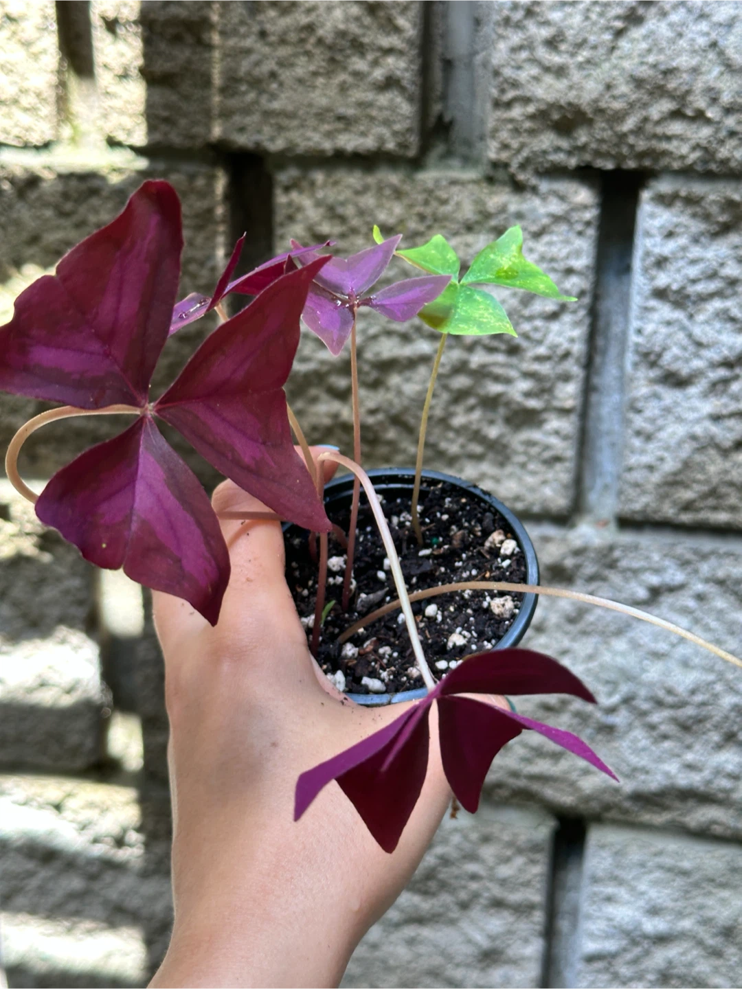 Oxalis Triangularis Plant - photo 3