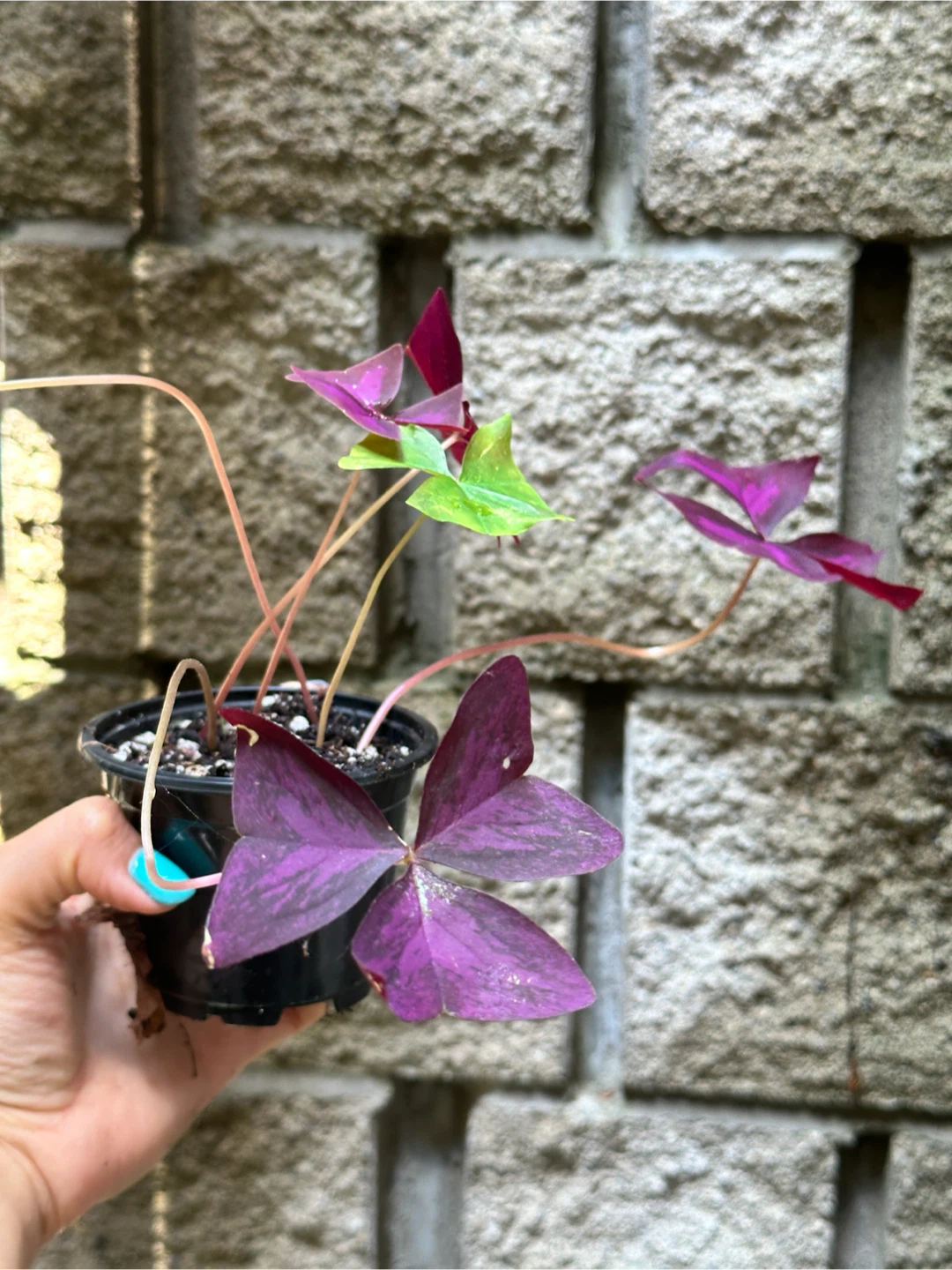 Oxalis Triangularis Plant - photo 4