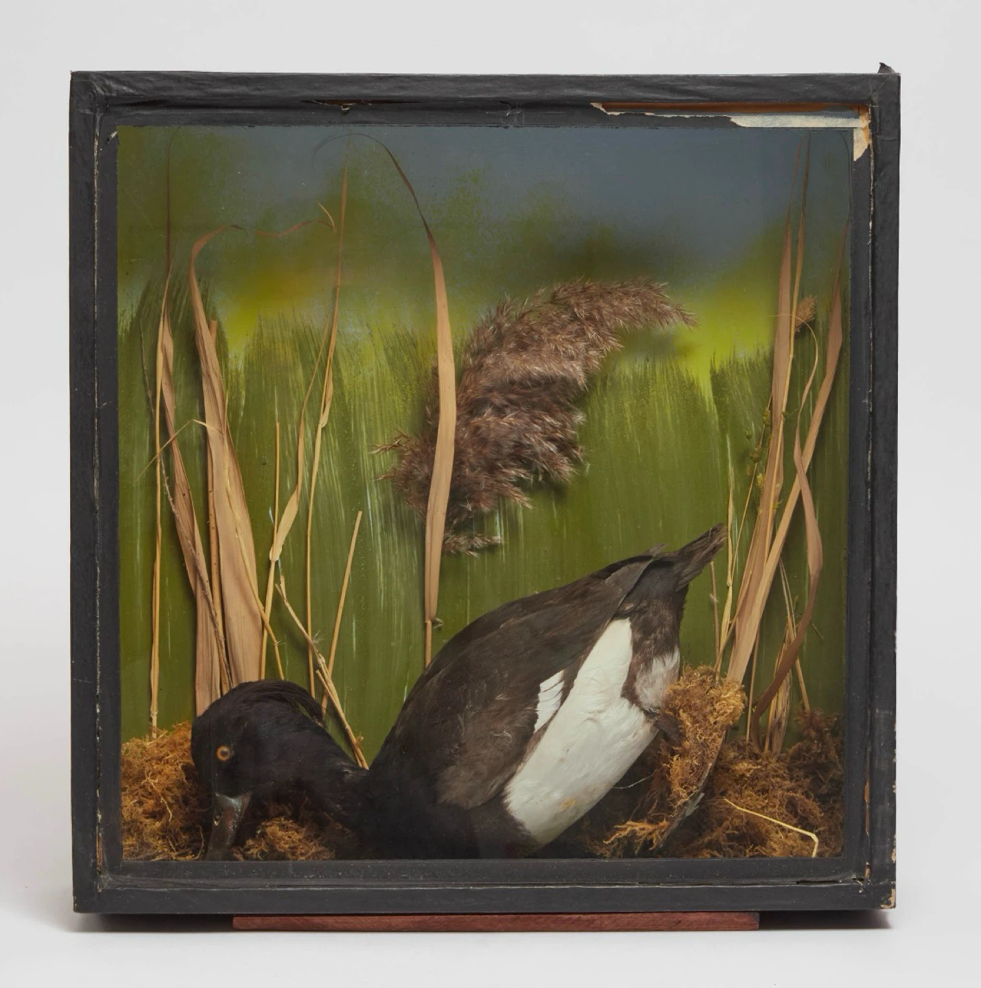 Victorian-style taxidermy specimen of a tufted duck