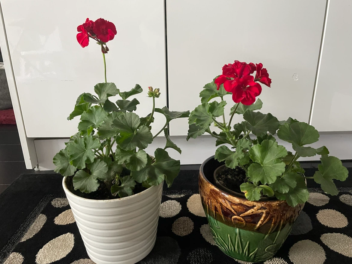 Red Geranium Plants in Pots