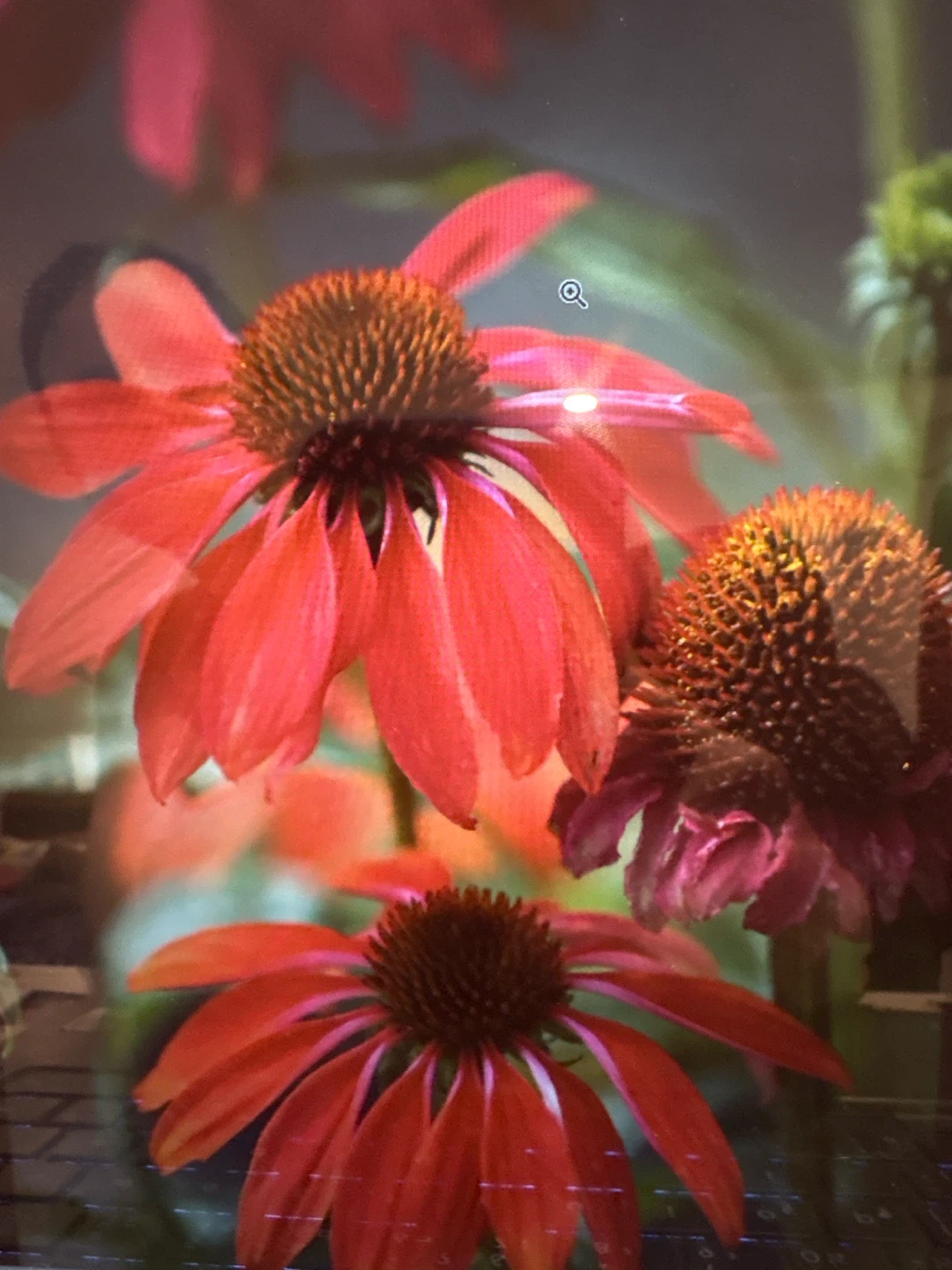 Red Coneflower Seedlings