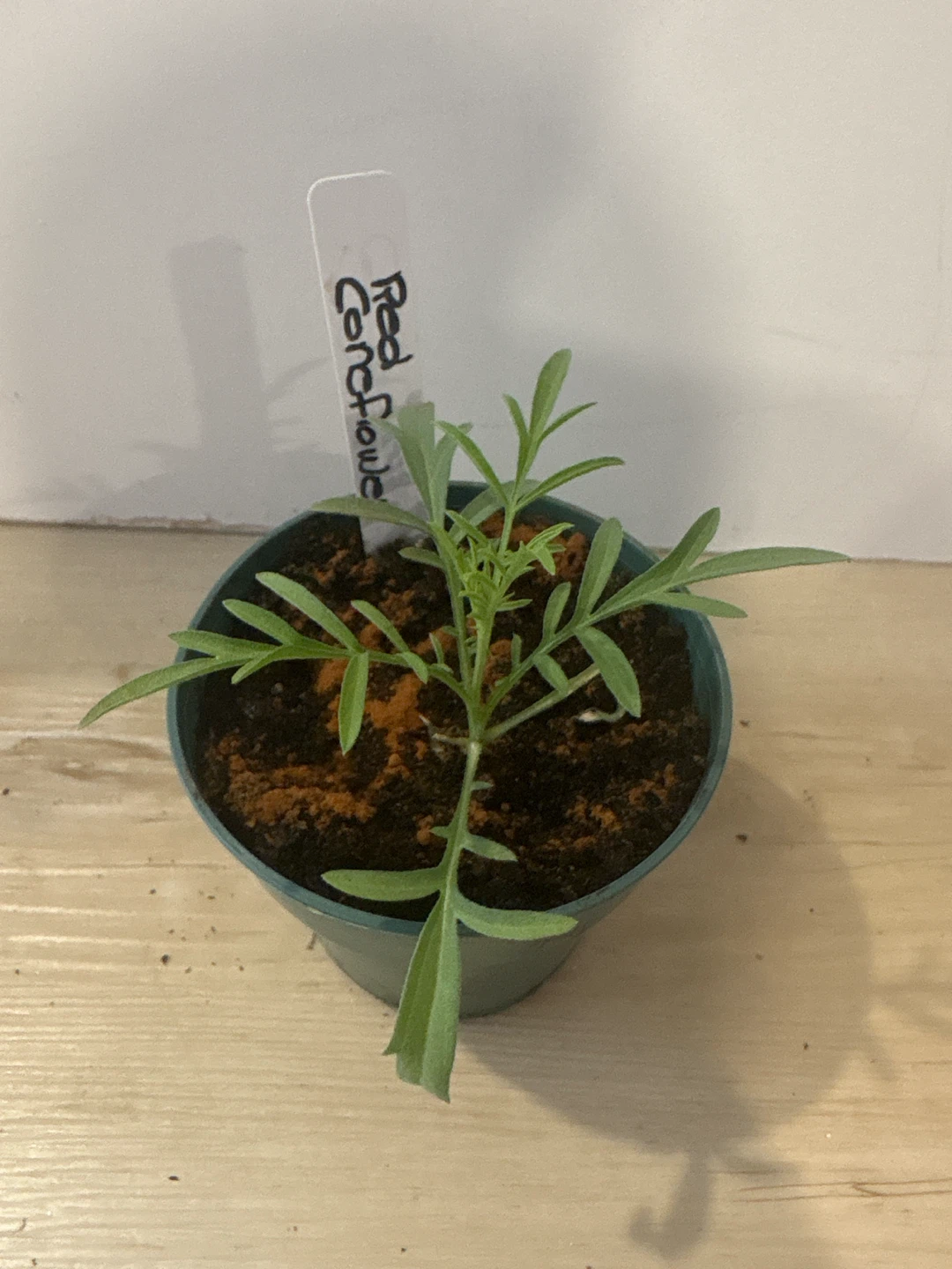 Red Coneflower Seedlings - photo 2