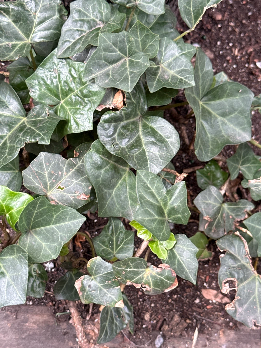 English Ivy Plant