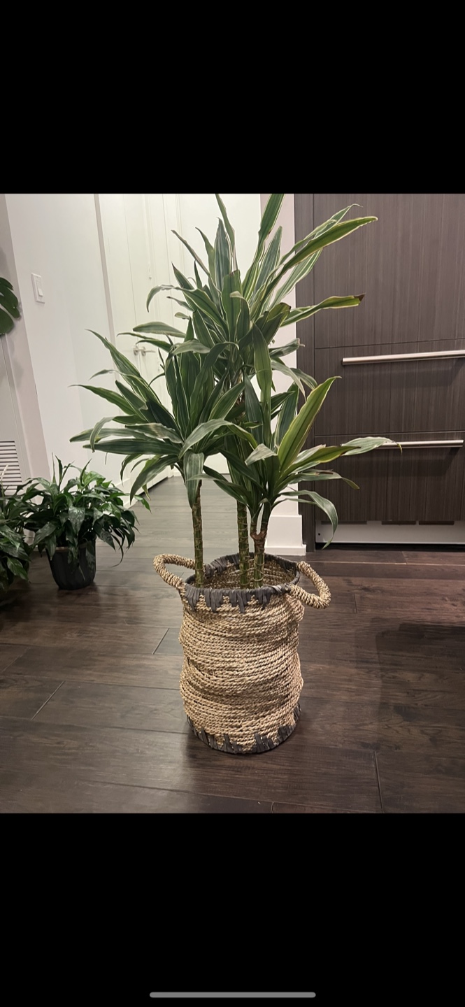 Dracaena tree - photo 2