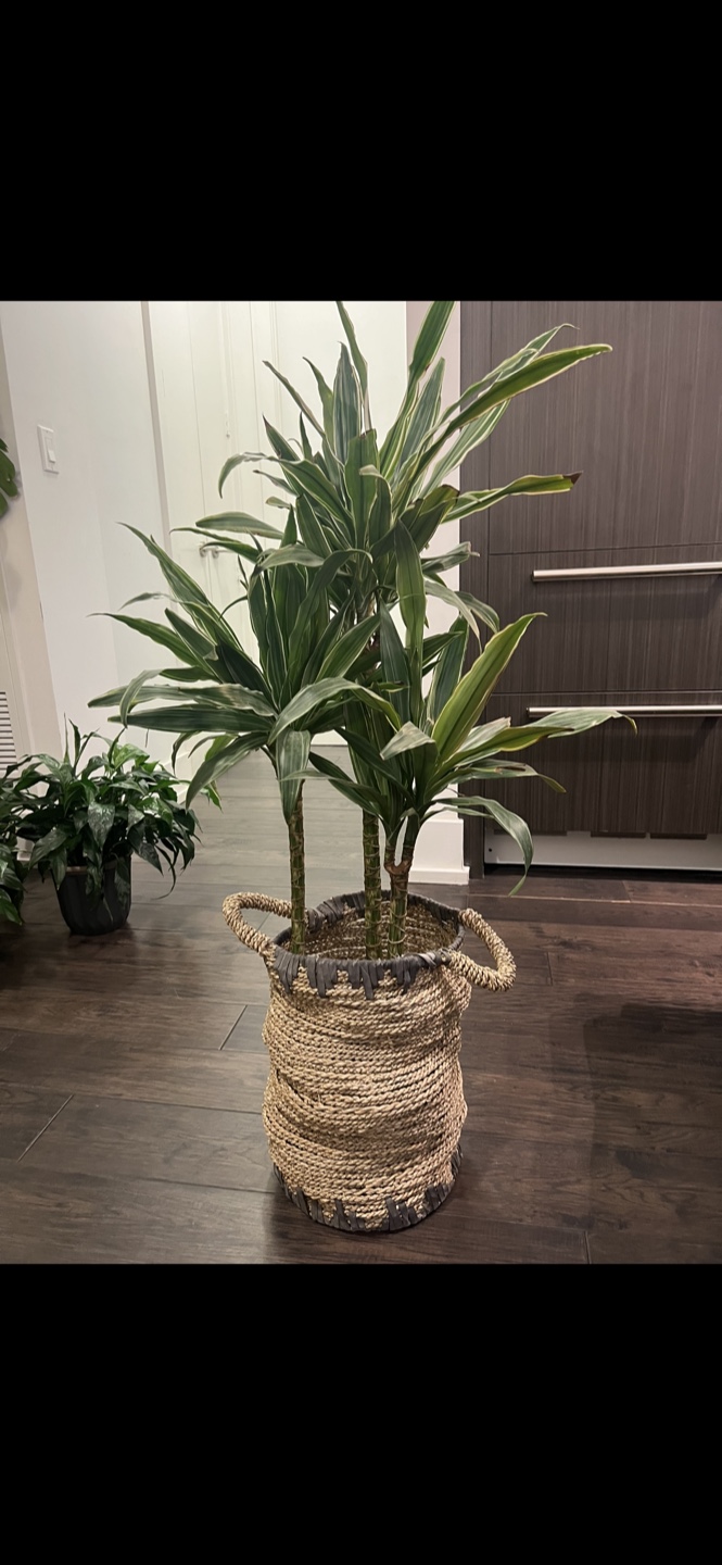 Dracaena tree