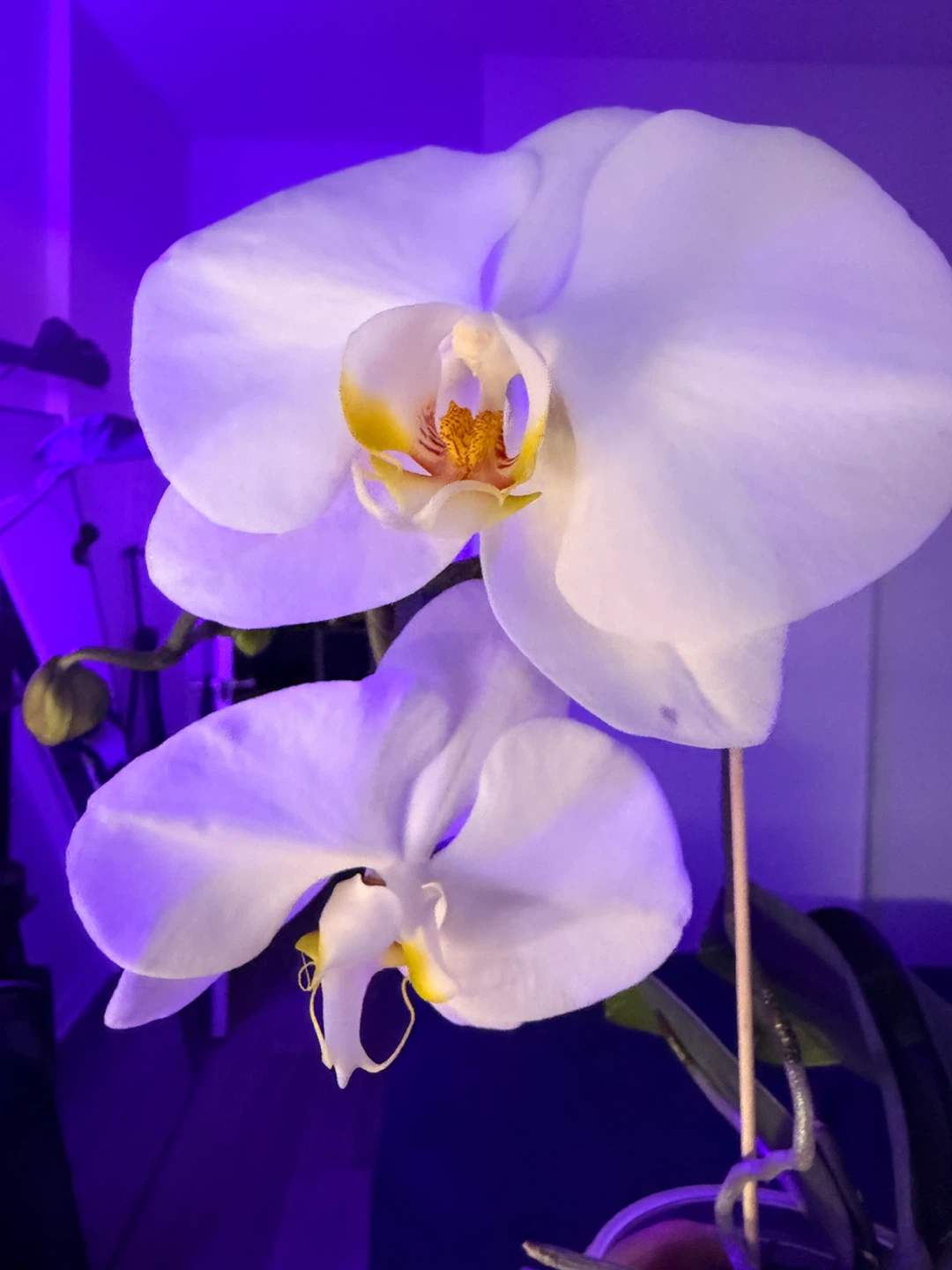 White Phalaenopsis Orchid Plant