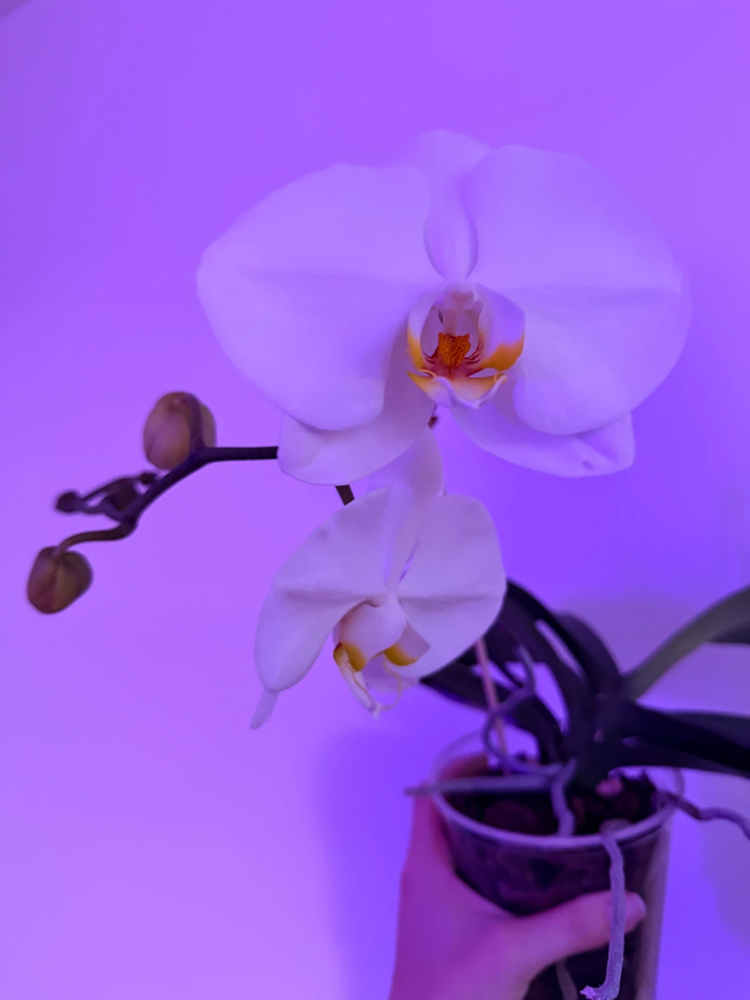 White Phalaenopsis Orchid Plant - photo 2