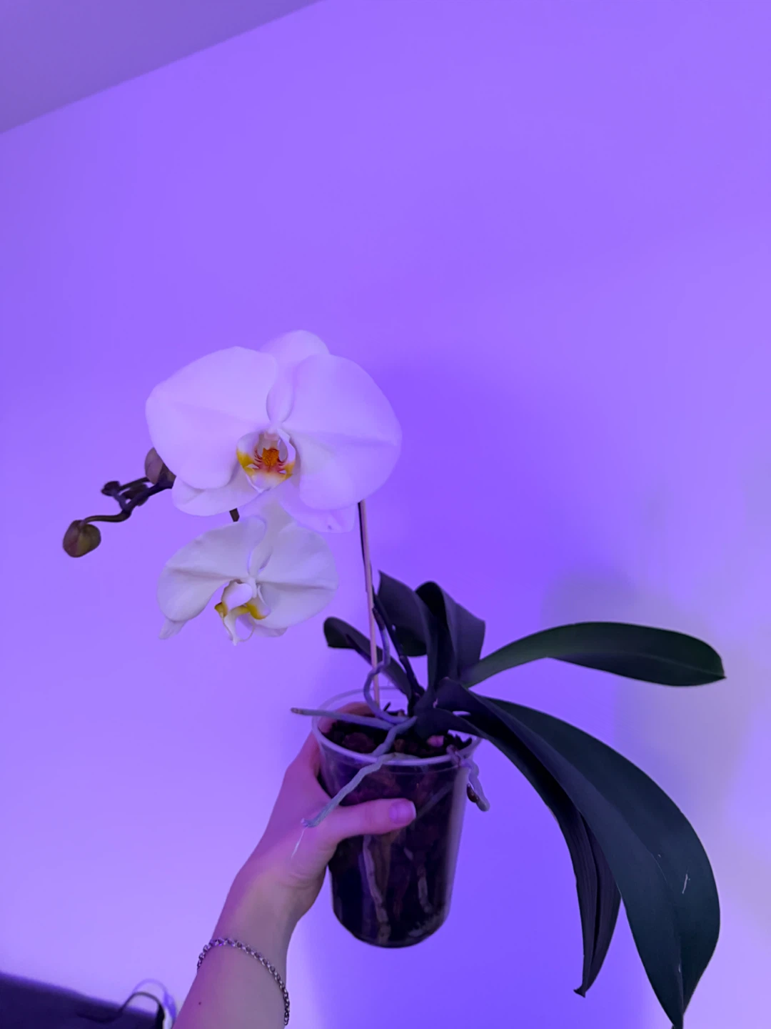 White Phalaenopsis Orchid Plant - photo 3