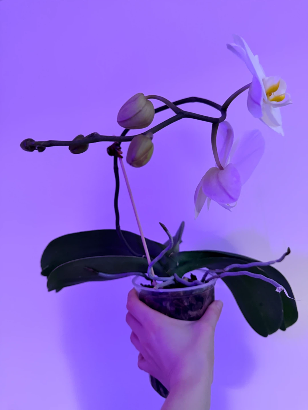 White Phalaenopsis Orchid Plant - photo 4
