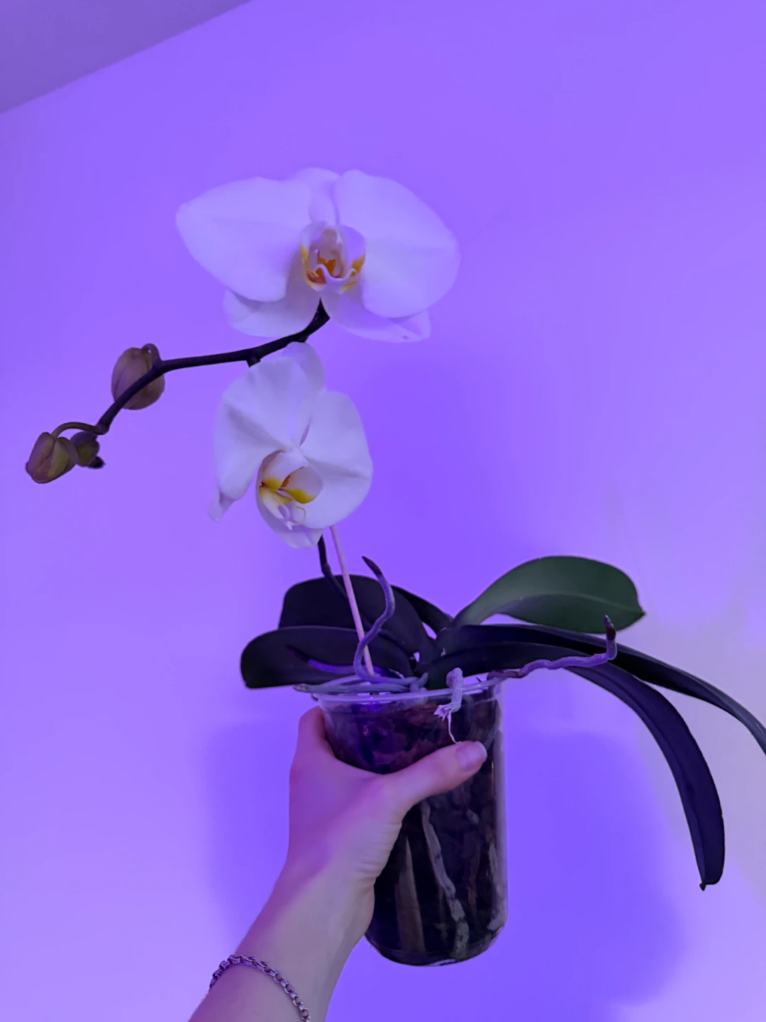 White Phalaenopsis Orchid Plant - photo 5