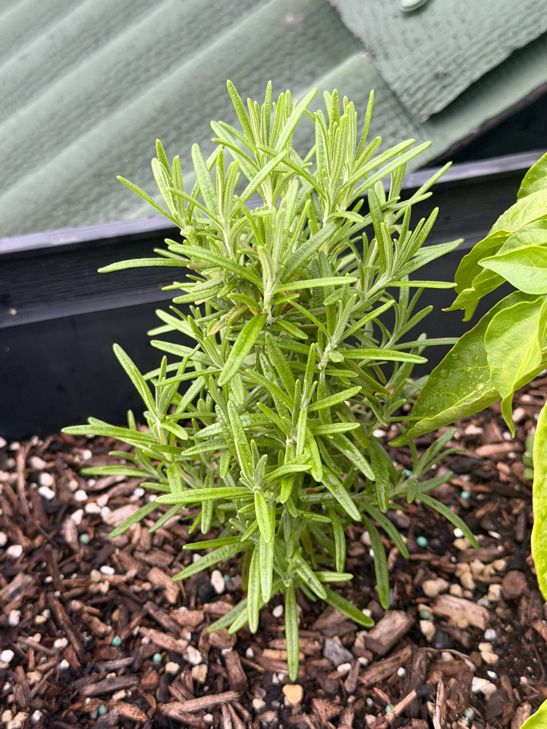 Rosemary Plant