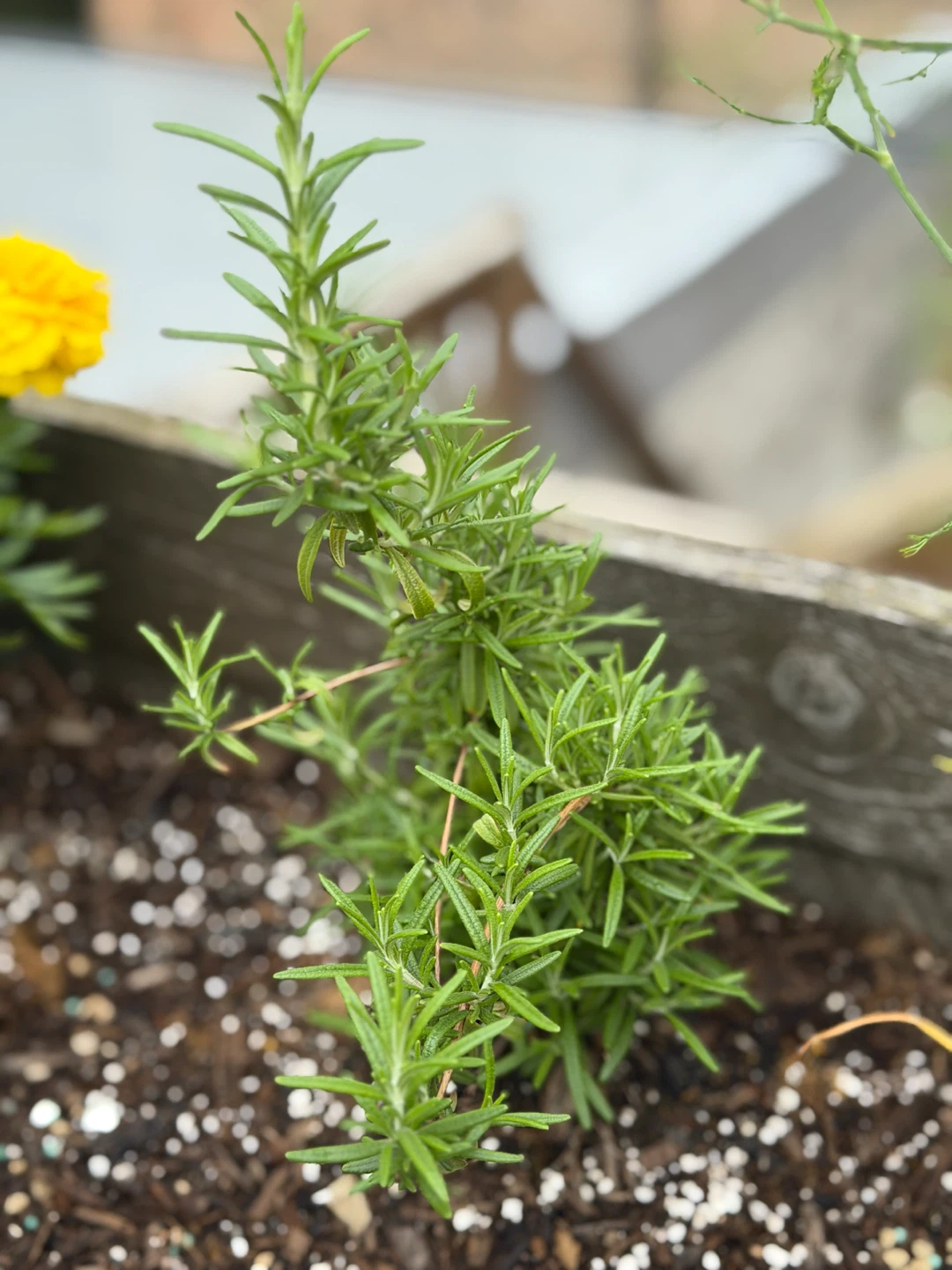 Rosemary Plant