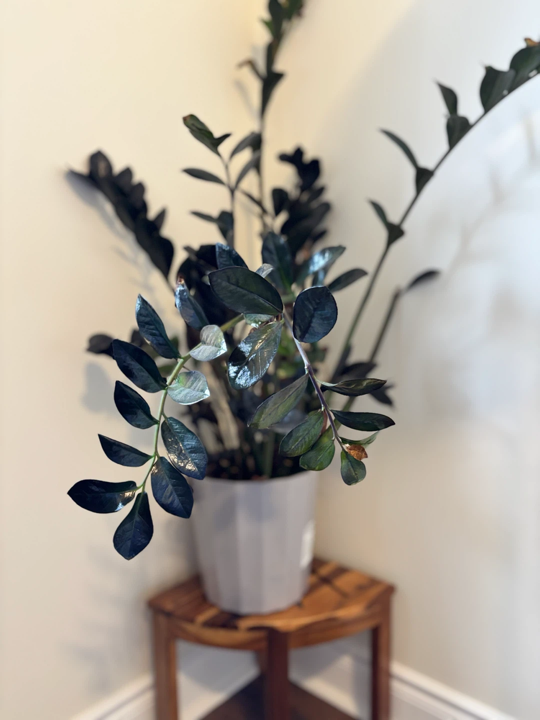 ZZ Plant in Grey Pot