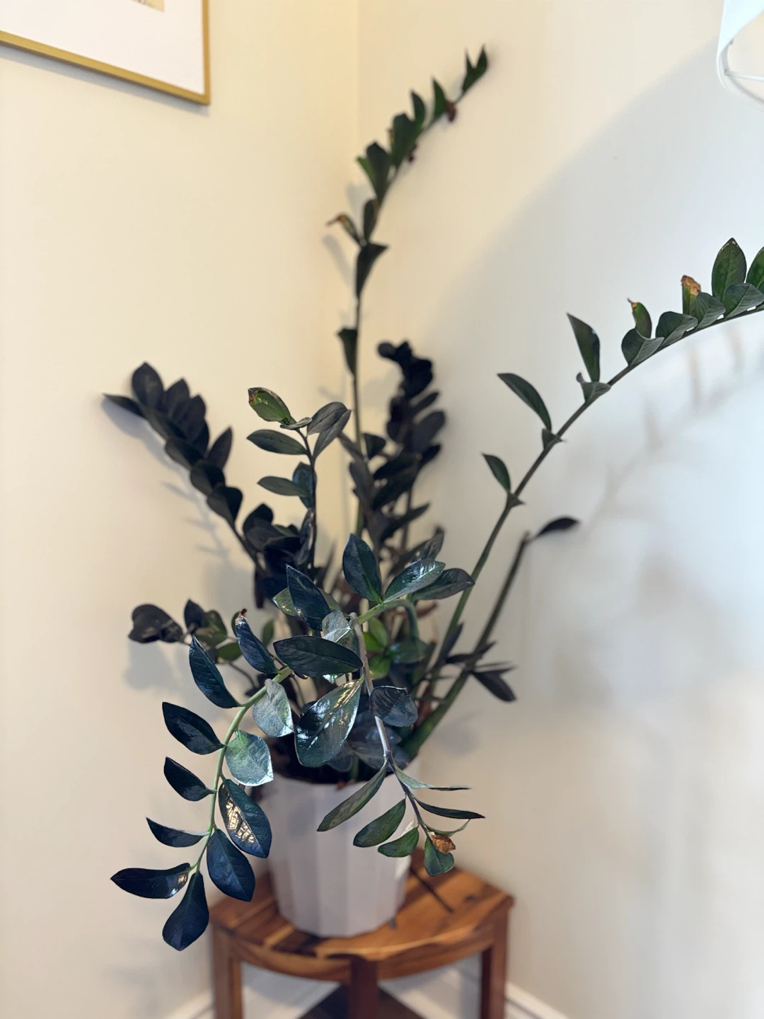 ZZ Plant in Grey Pot - photo 2